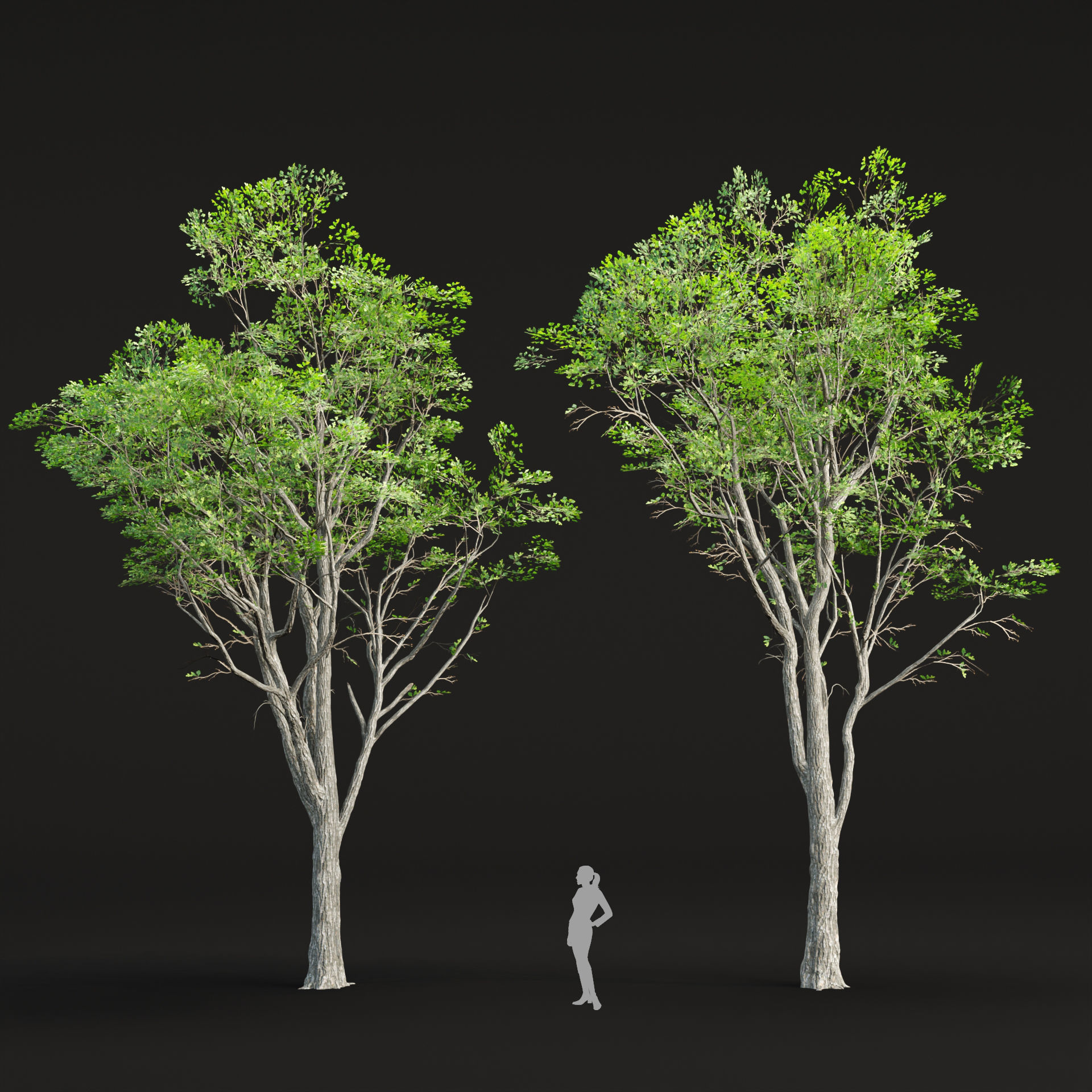 Oak trees 3d models collection vol 2 Blender 3D model_2