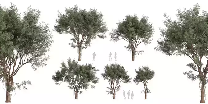 Collection plant vol 584 - Eucalyptus - Chapmaniana - tree