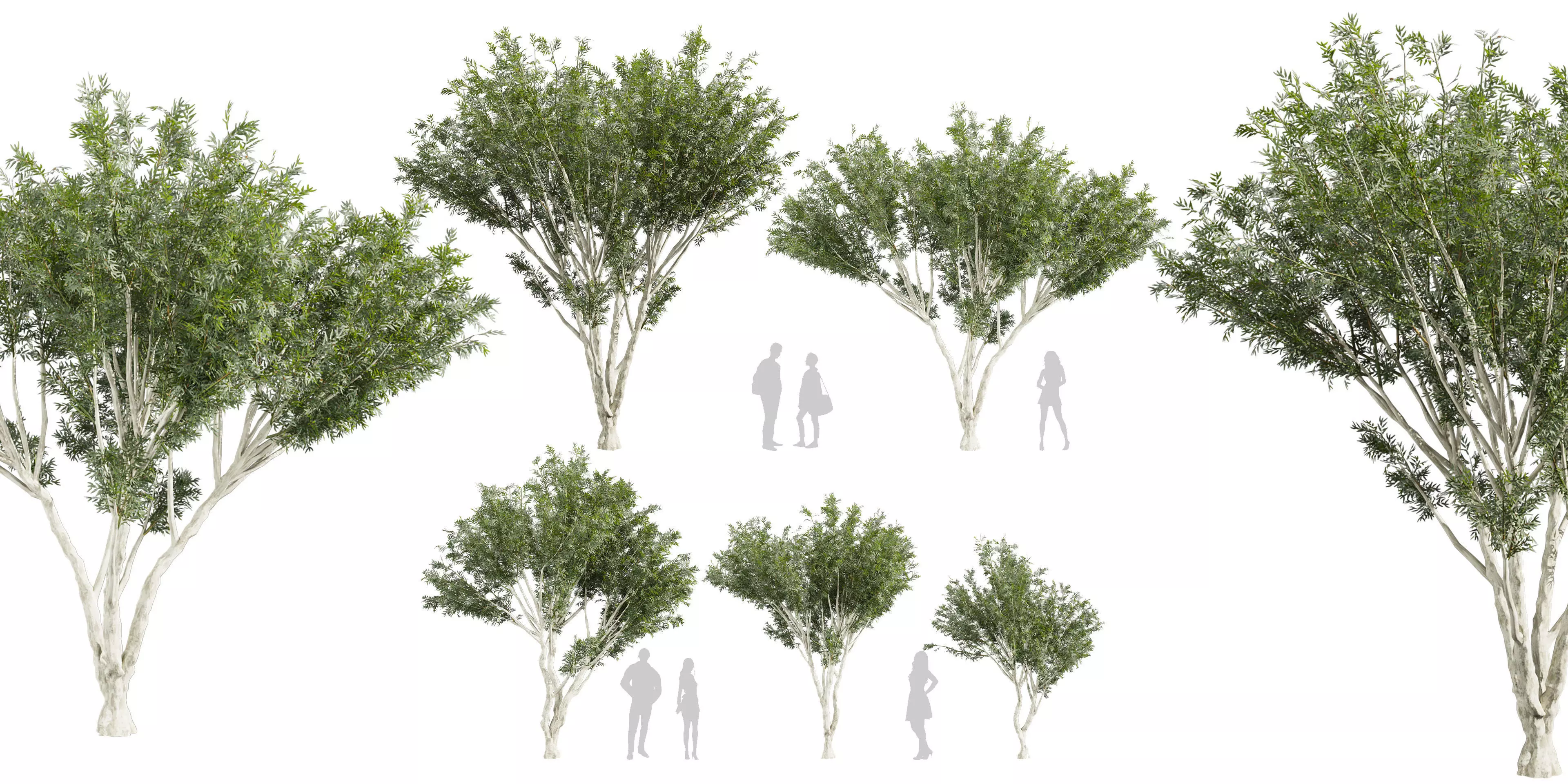 Collection plant vol 585 - Eucalyptus - Viminalis - tree 3D model_0