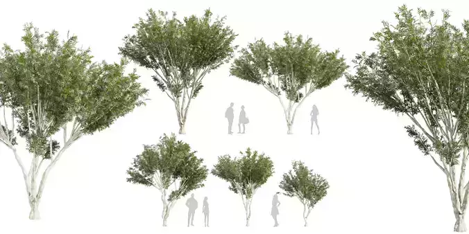 Collection plant vol 585 - Eucalyptus - Viminalis - tree