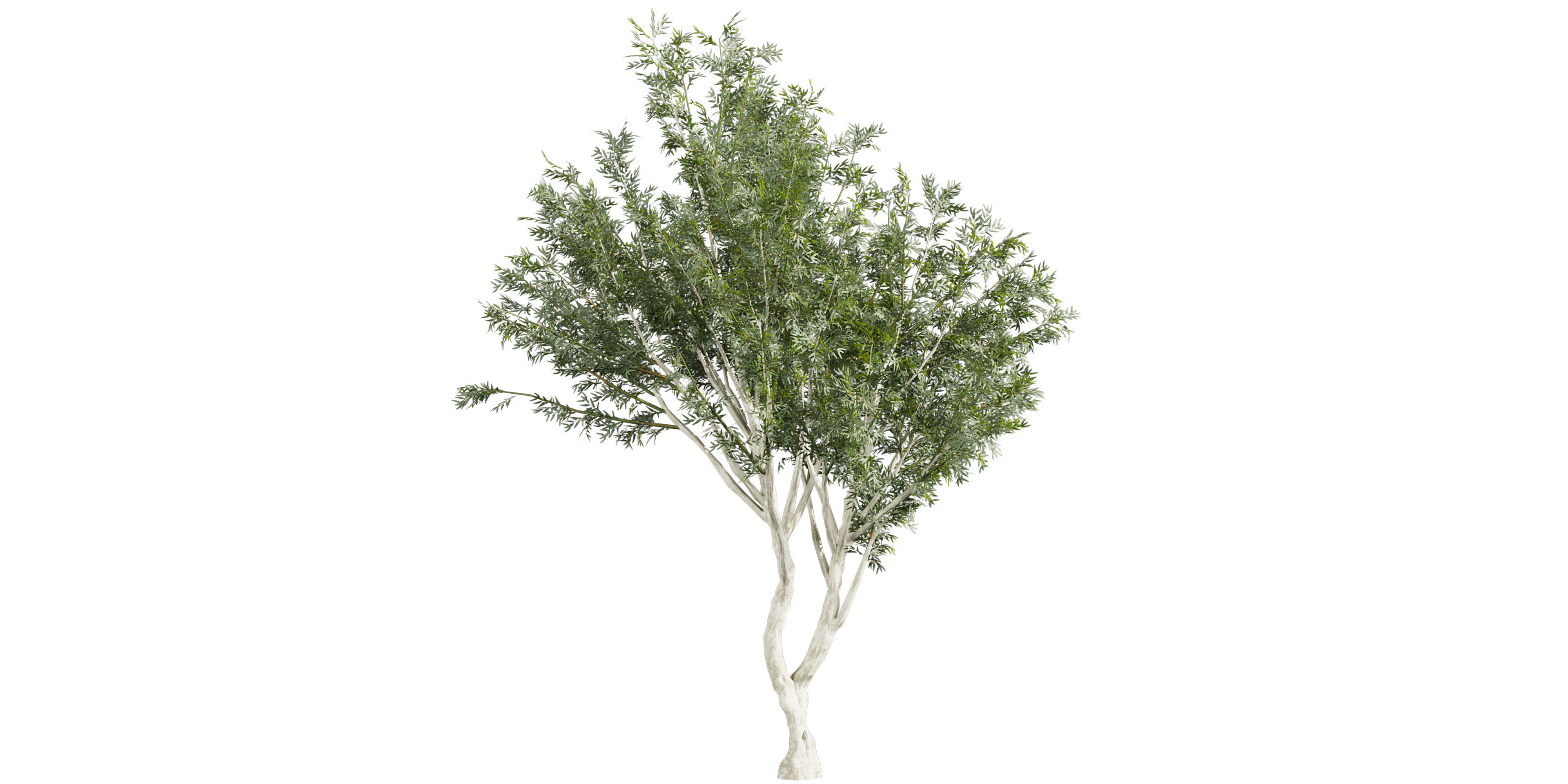 Collection plant vol 585 - Eucalyptus - Viminalis - tree 3D model_5