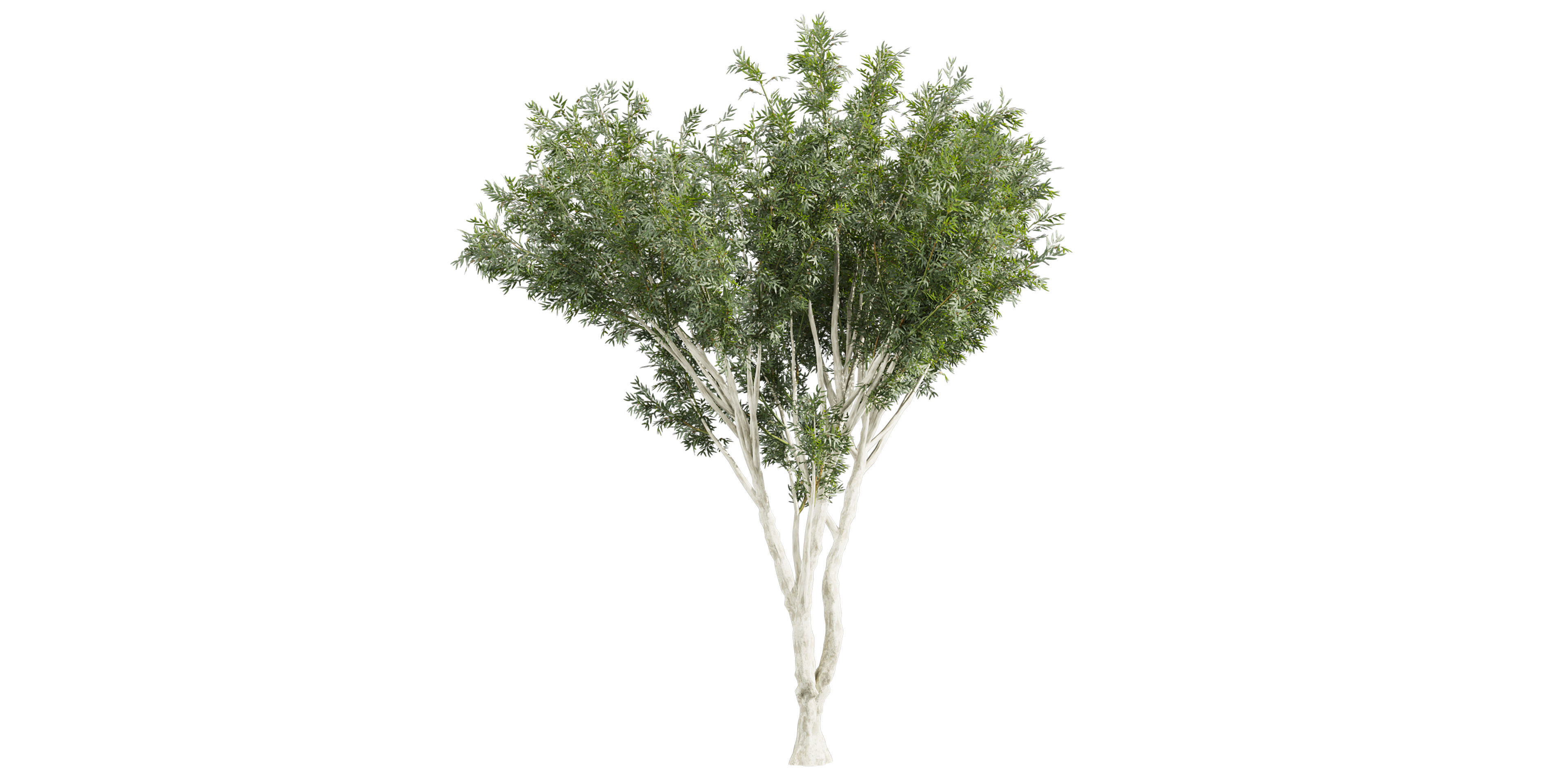 Collection plant vol 585 - Eucalyptus - Viminalis - tree 3D model_4