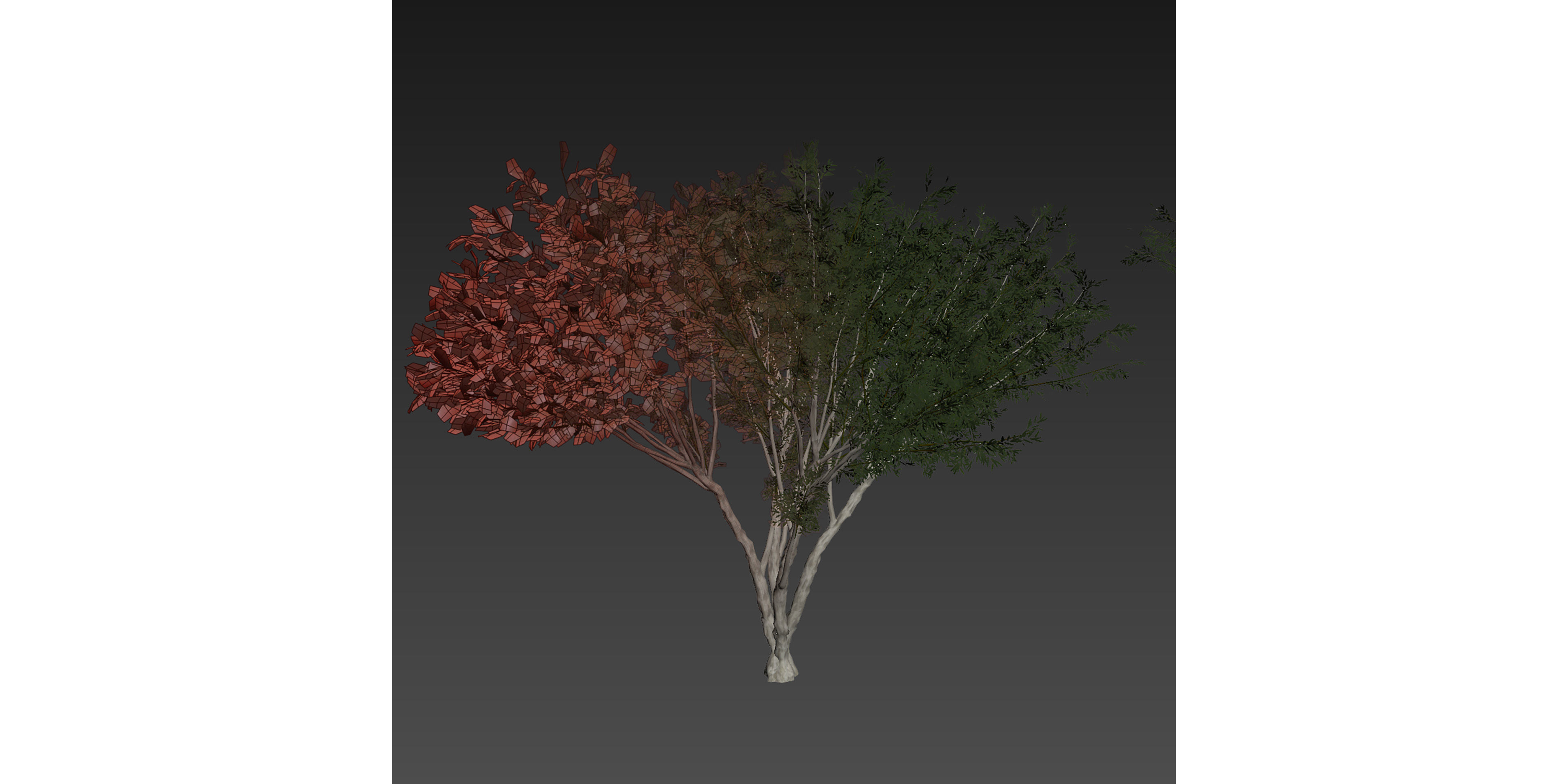 Collection plant vol 585 - Eucalyptus - Viminalis - tree 3D model_6