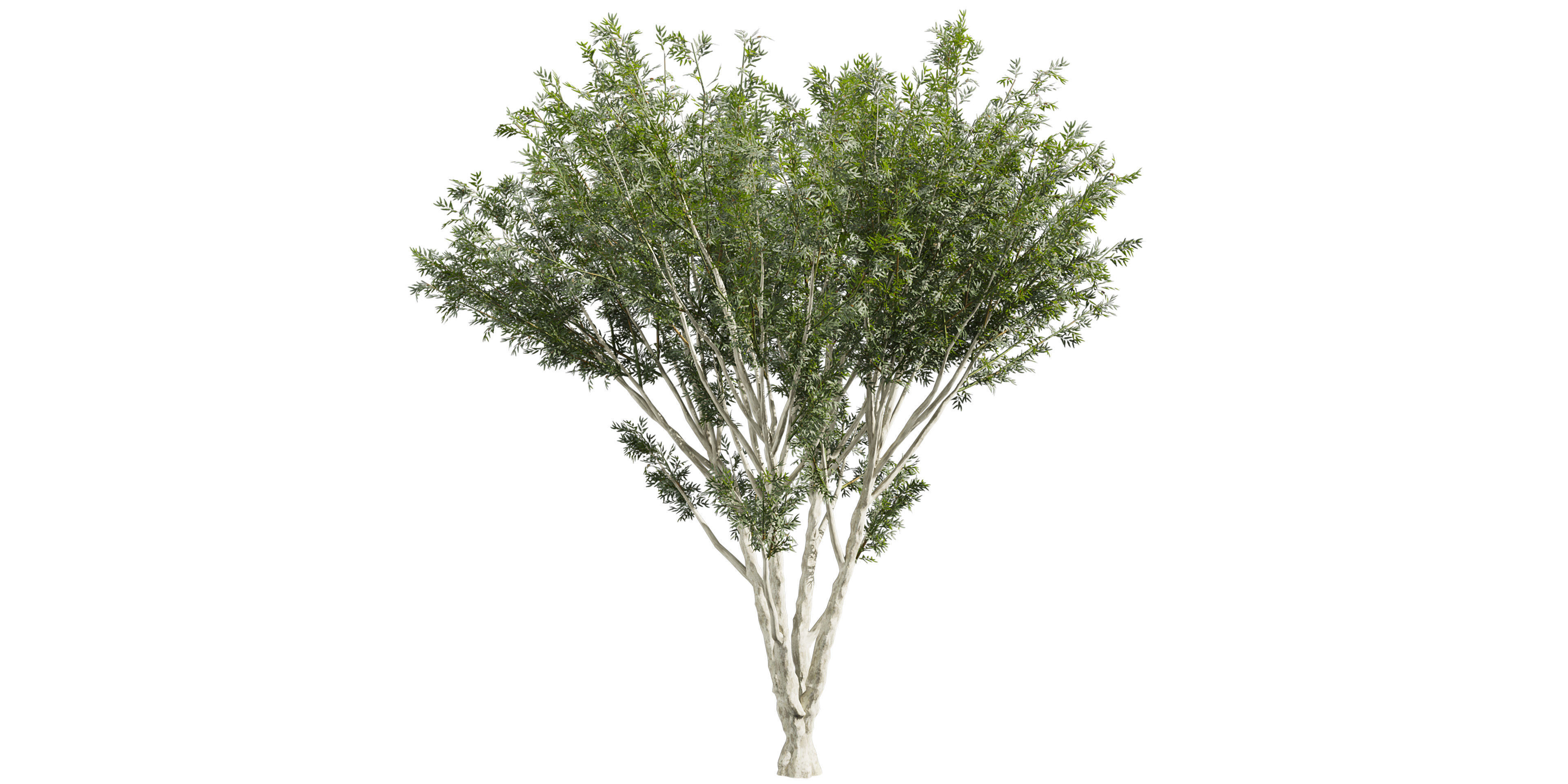 Collection plant vol 585 - Eucalyptus - Viminalis - tree 3D model_1