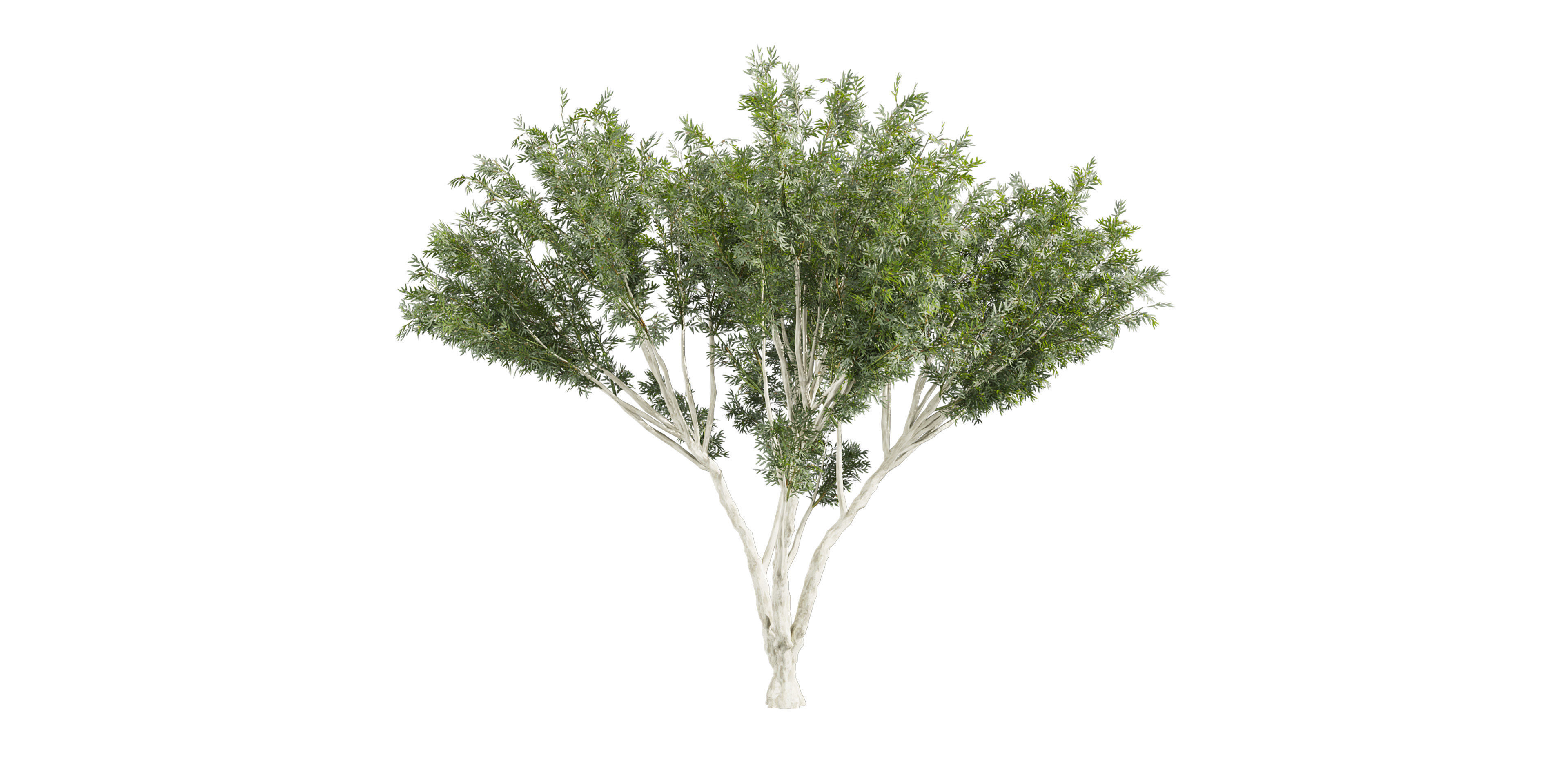 Collection plant vol 585 - Eucalyptus - Viminalis - tree 3D model_2