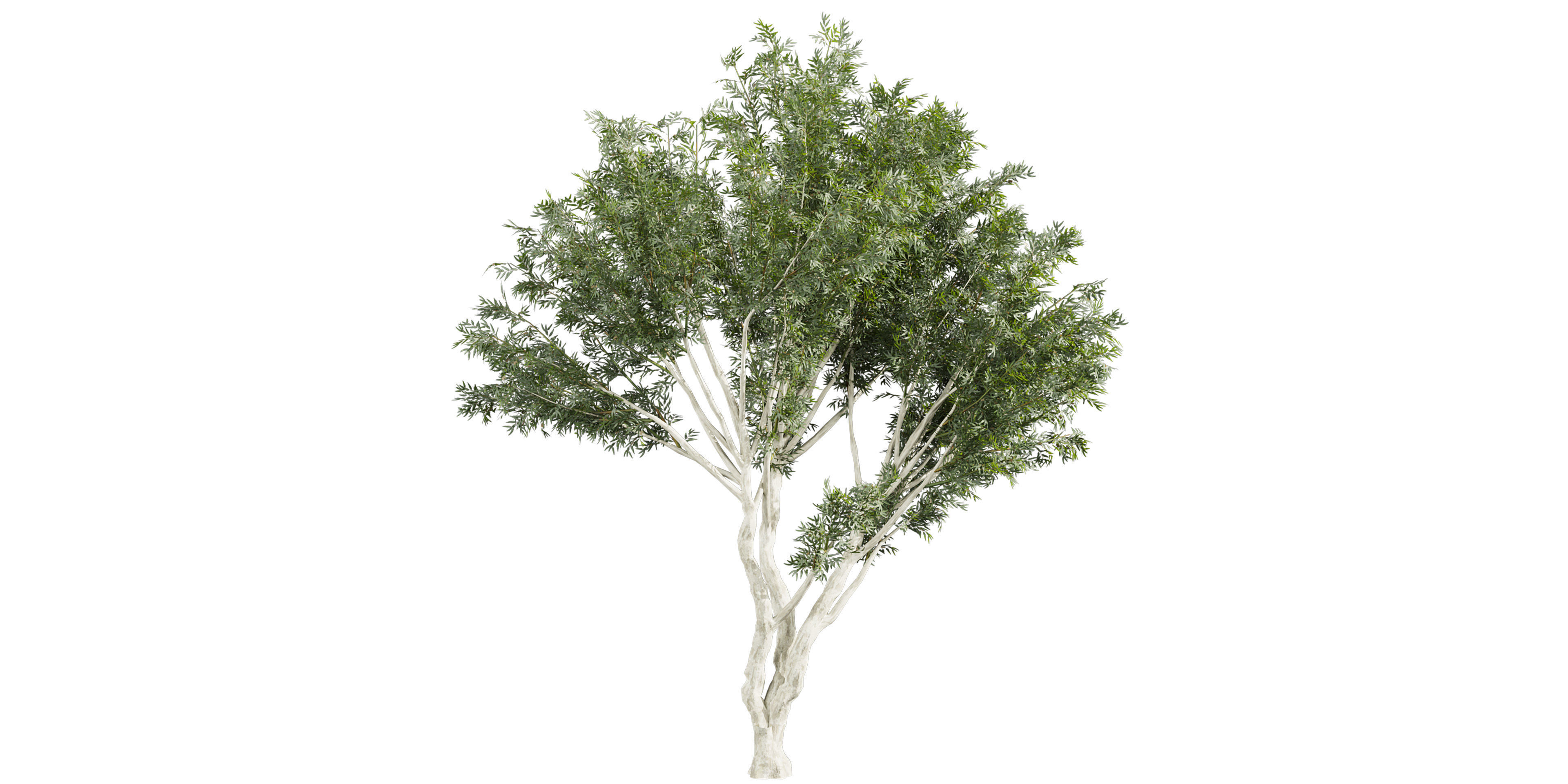 Collection plant vol 585 - Eucalyptus - Viminalis - tree 3D model_3