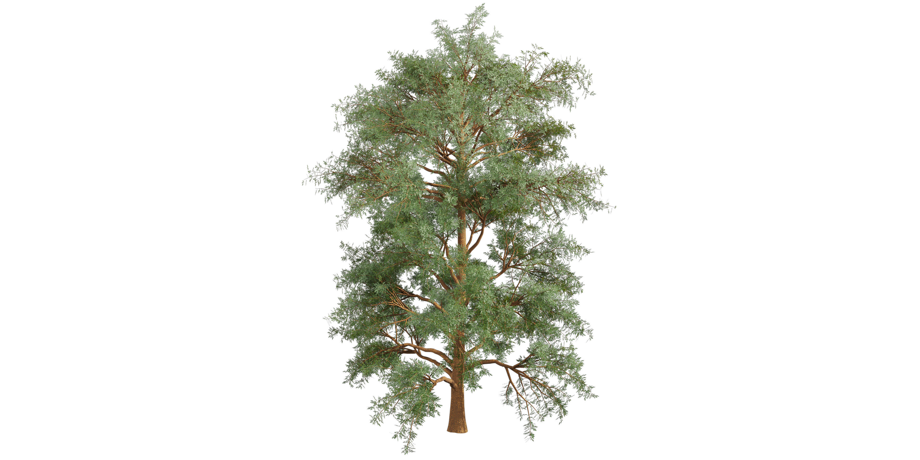 Collection plant vol 585 - Eucalyptus - Viminalis - tree 3D model_4