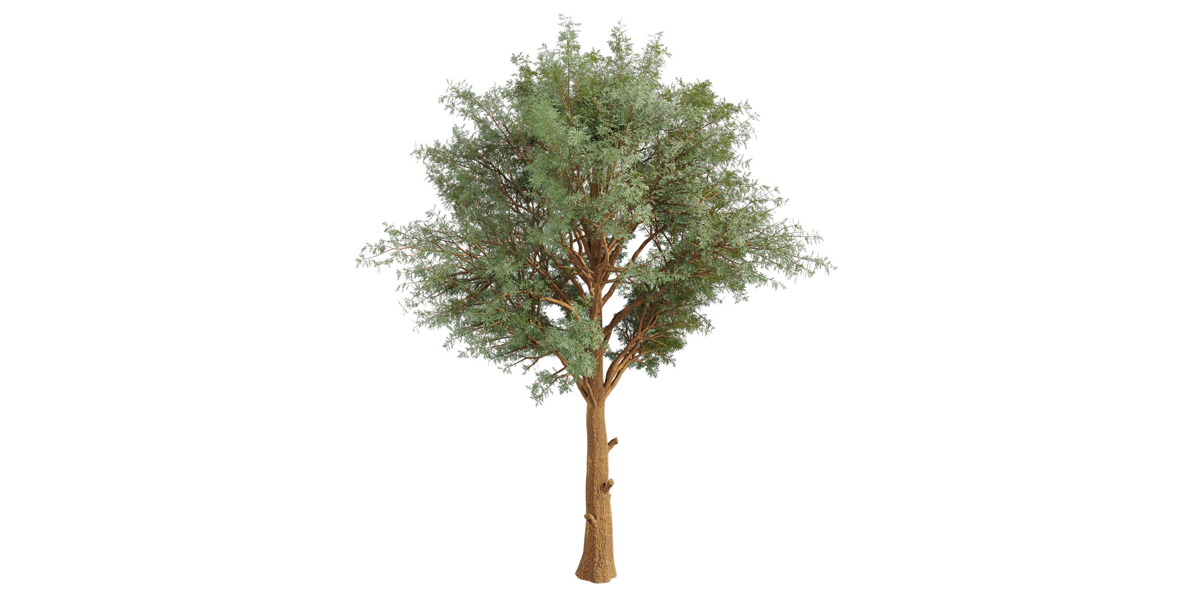 Collection plant vol 585 - Eucalyptus - Viminalis - tree 3D model_2