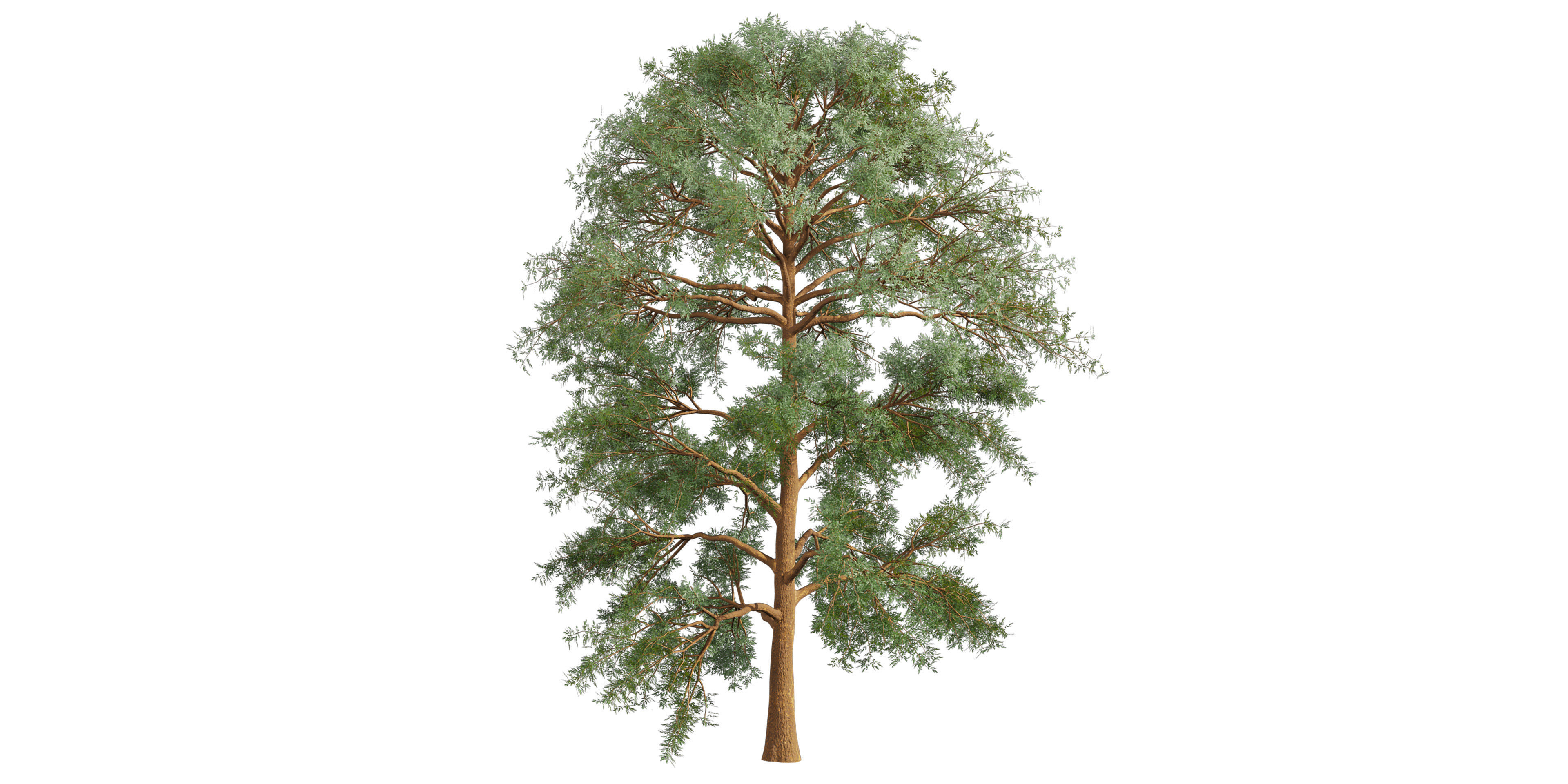 Collection plant vol 585 - Eucalyptus - Viminalis - tree 3D model_5