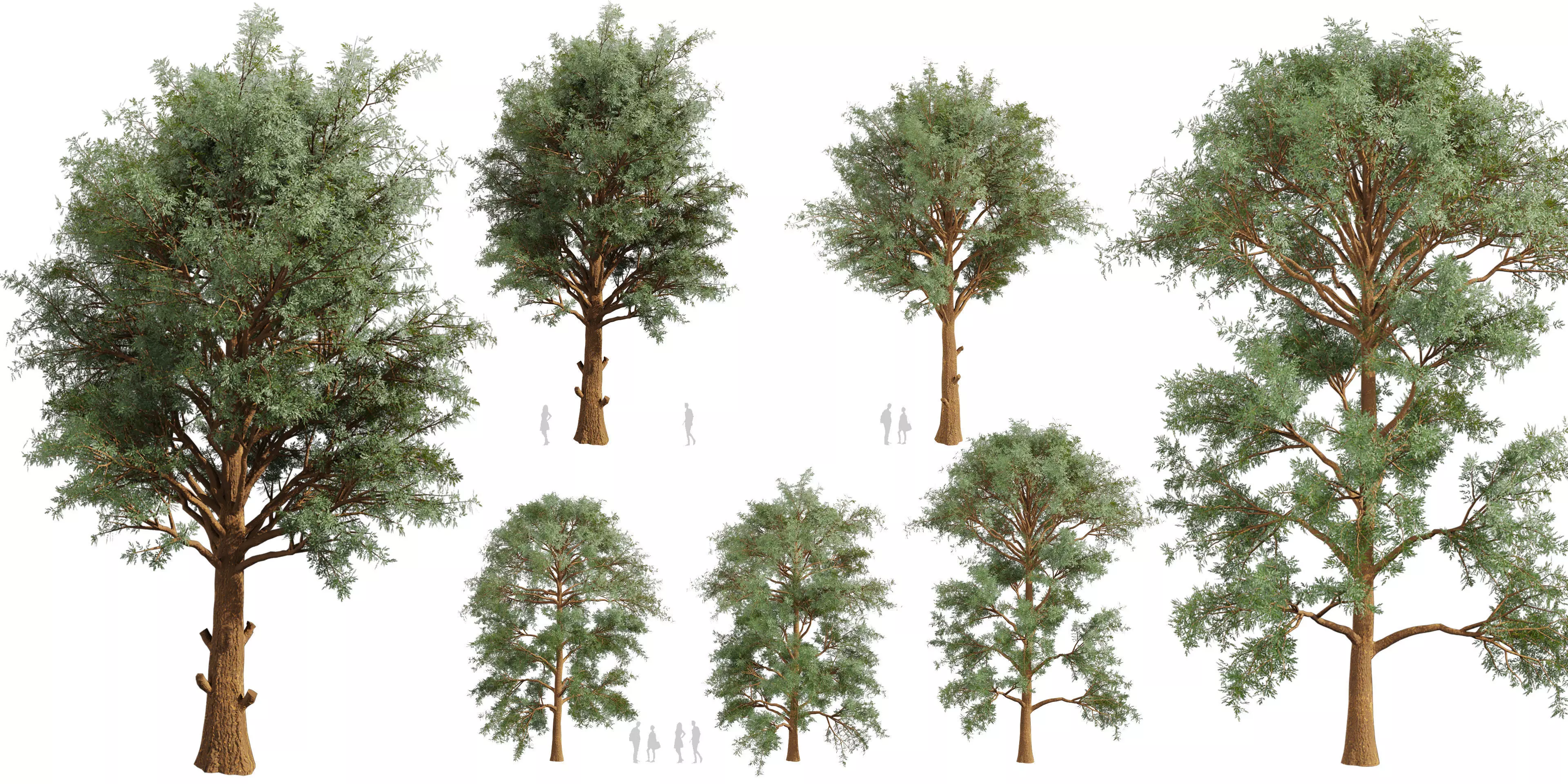 Collection plant vol 585 - Eucalyptus - Viminalis - tree 3D model_0