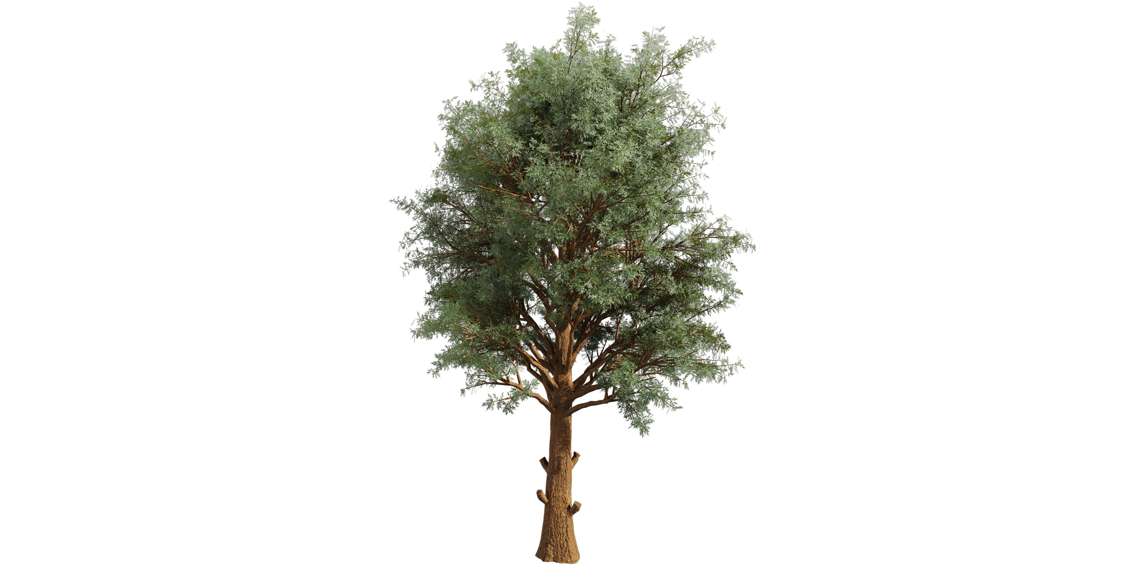 Collection plant vol 585 - Eucalyptus - Viminalis - tree 3D model_1