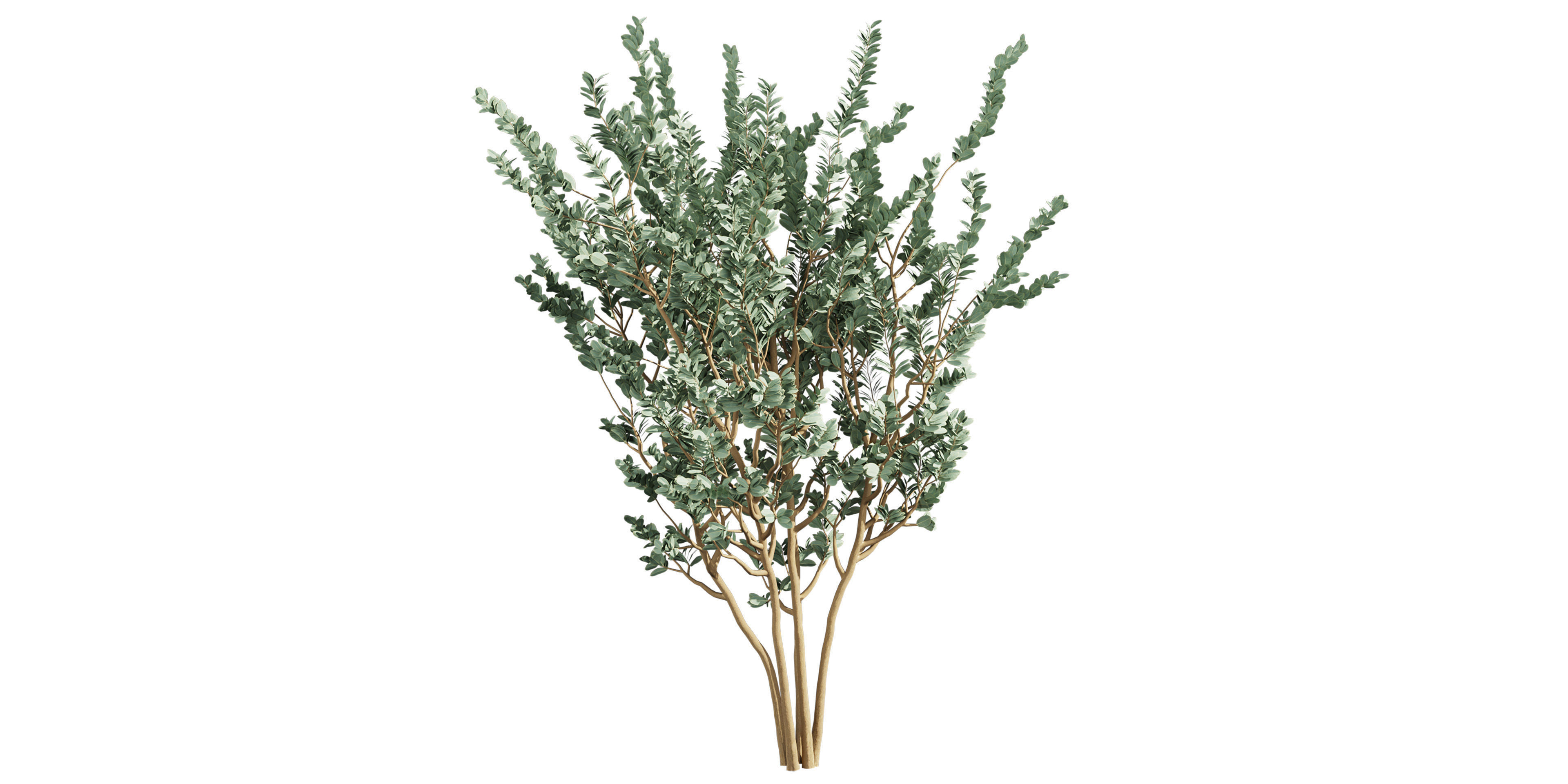 Collection plant vol 587 - Eucalyptus - macrocarpa - tree 3D model_1