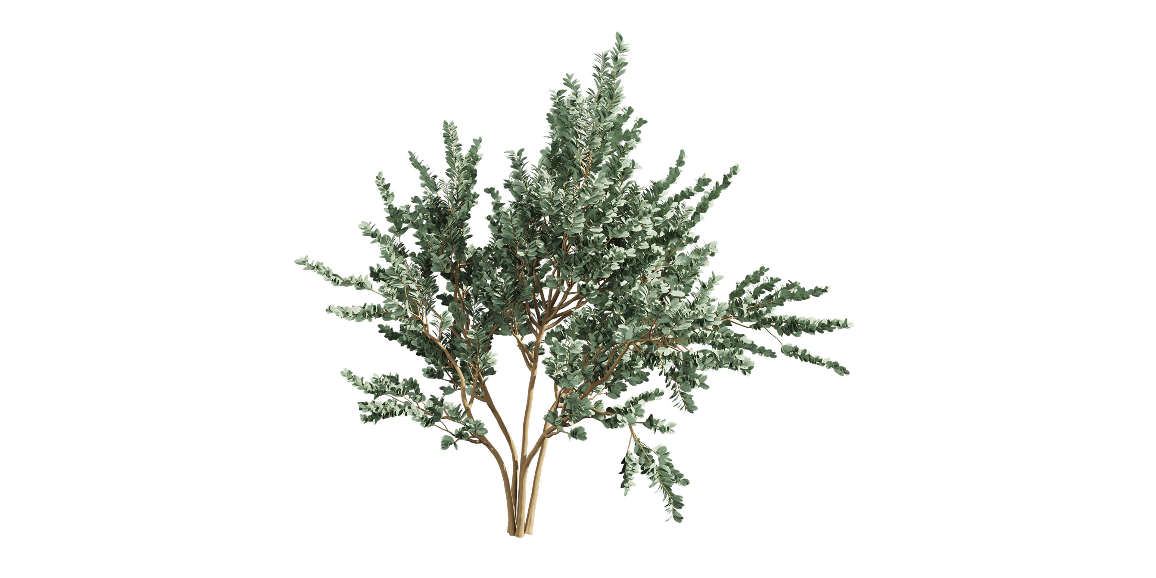 Collection plant vol 587 - Eucalyptus - macrocarpa - tree 3D model_2