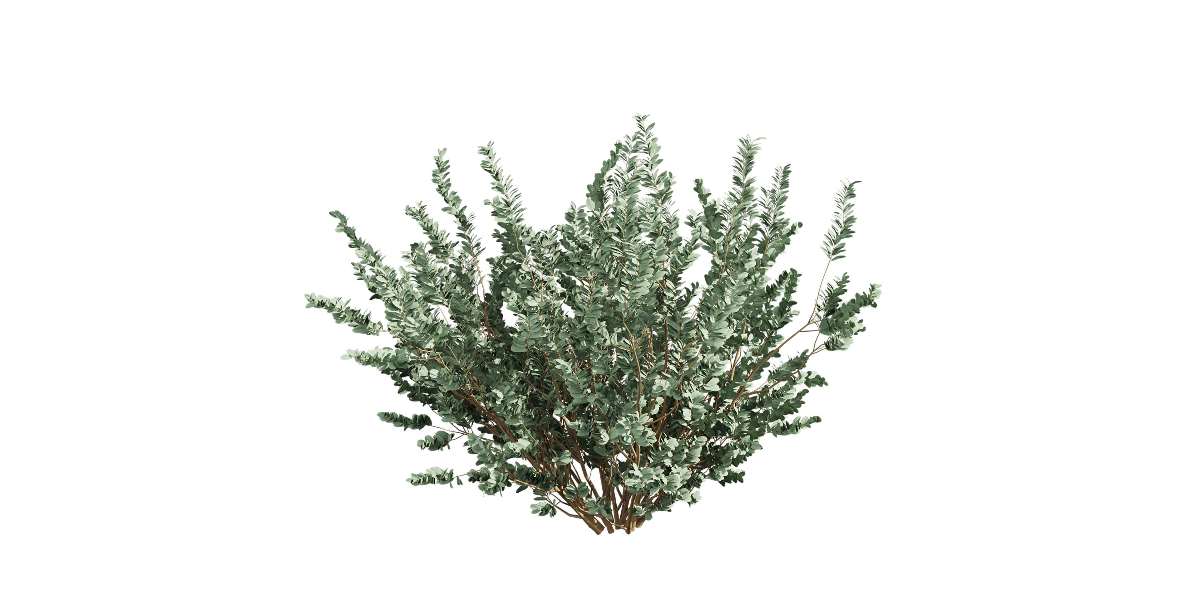 Collection plant vol 587 - Eucalyptus - macrocarpa - tree 3D model_3