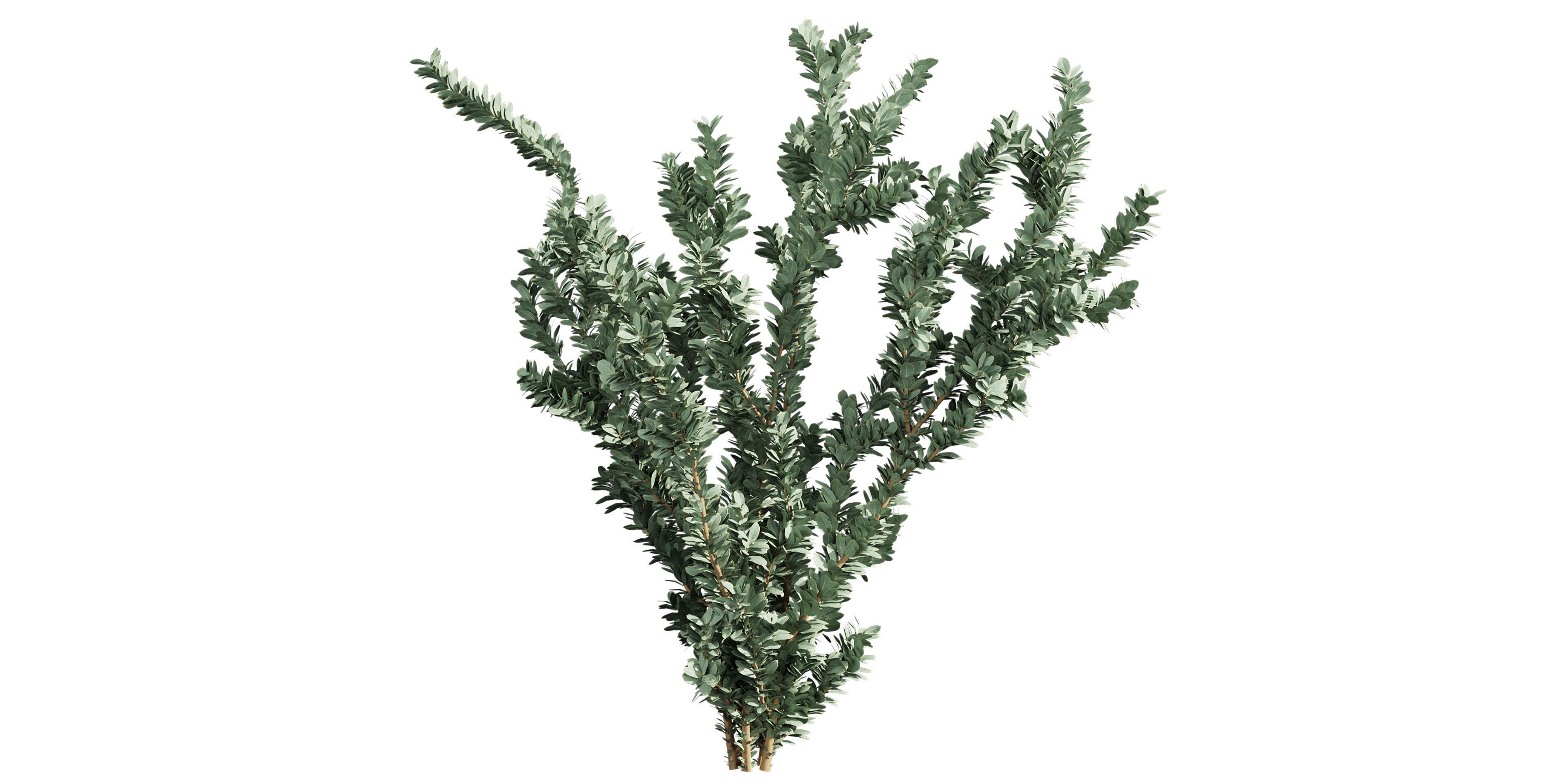 Collection plant vol 587 - Eucalyptus - macrocarpa - tree 3D model_5