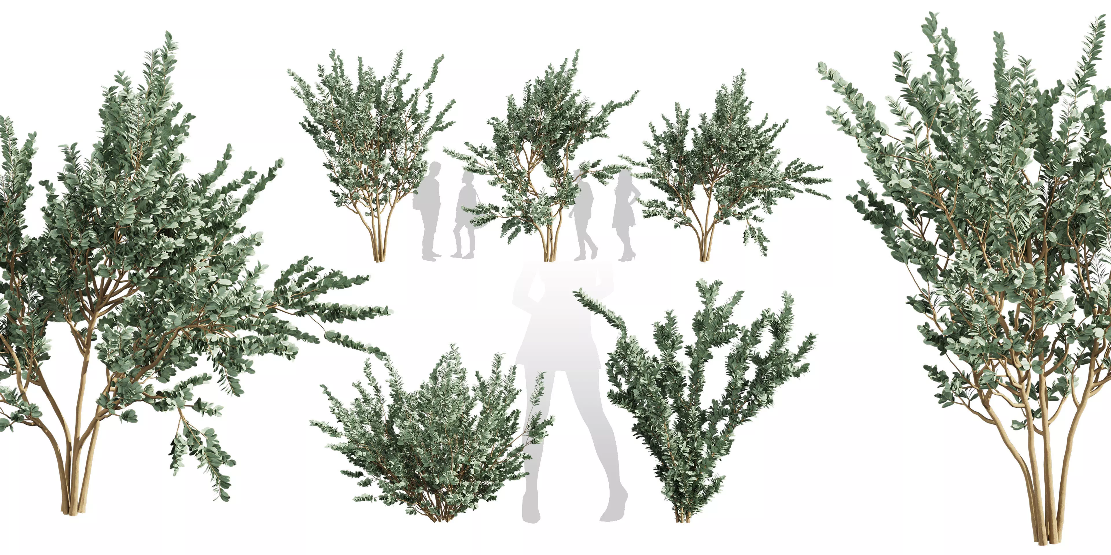 Collection plant vol 587 - Eucalyptus - macrocarpa - tree 3D model_0