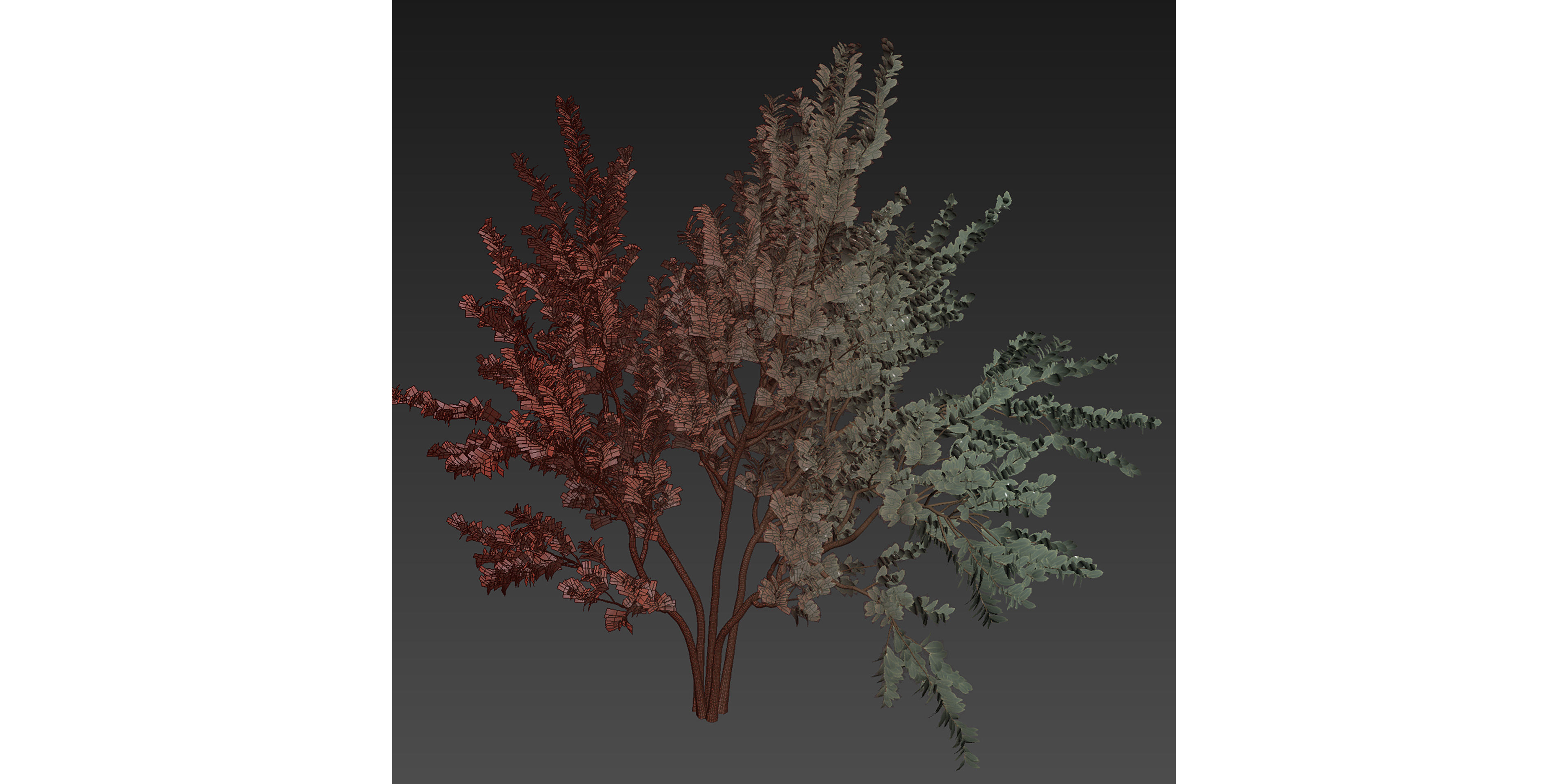 Collection plant vol 587 - Eucalyptus - macrocarpa - tree 3D model_6