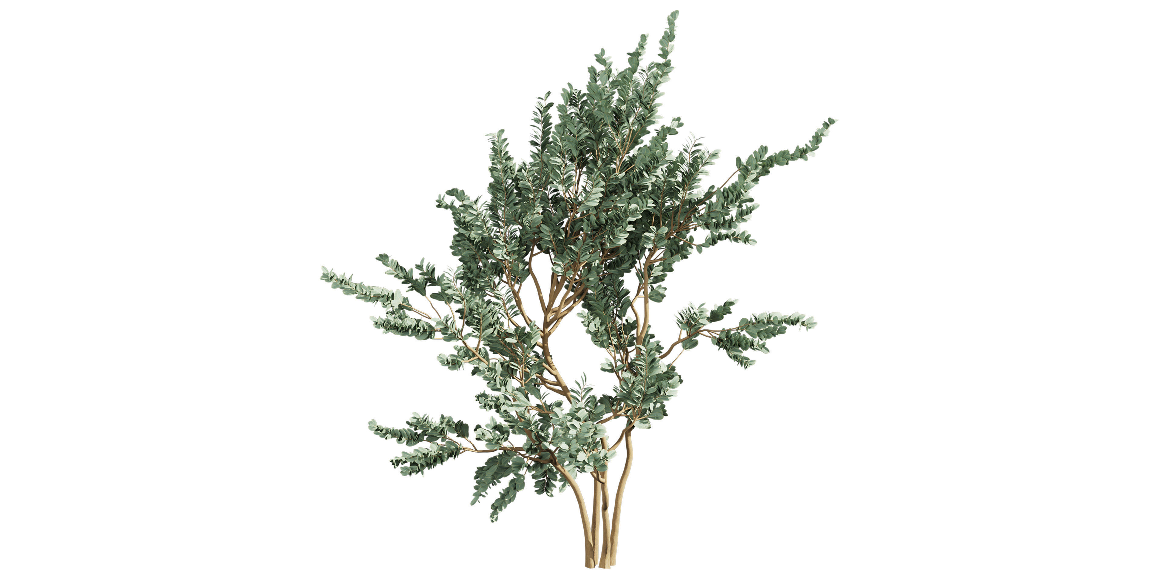 Collection plant vol 587 - Eucalyptus - macrocarpa - tree 3D model_4