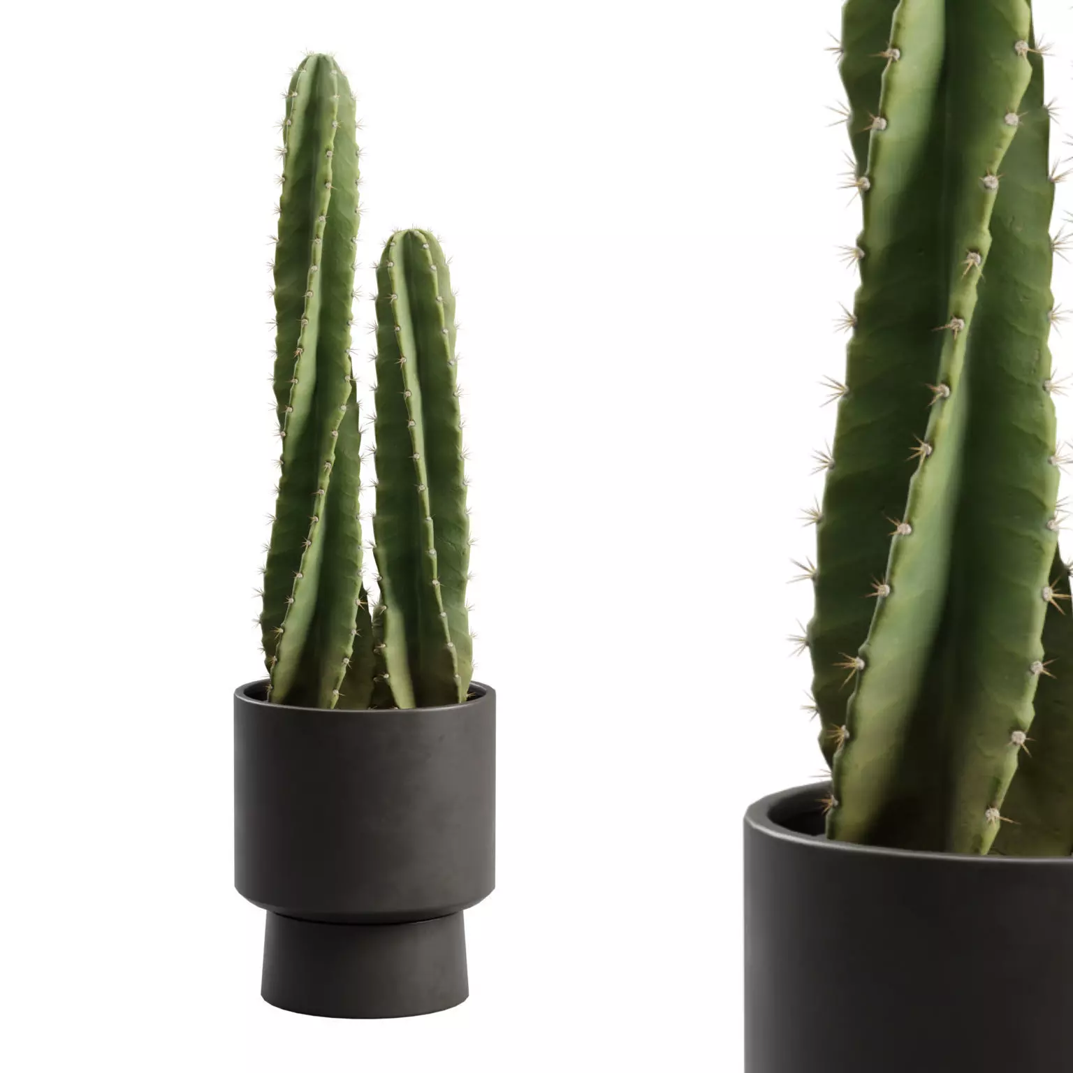 Cereus Peruvianus Potted Cactus 3D model