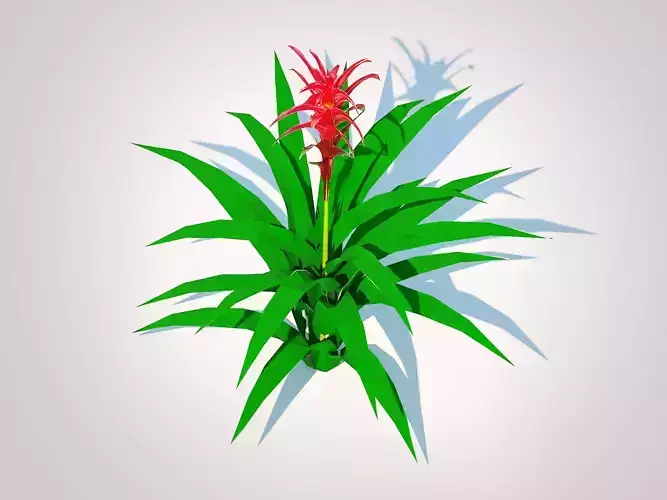 Plant  Guzmania - Bromeliad