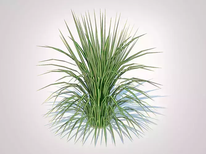 Plant  Carex morrowii-sedge Low-poly 3D model