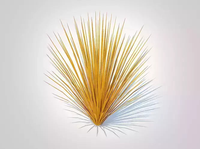 Plant  Carex buchananii - Leatherleaf Sedge