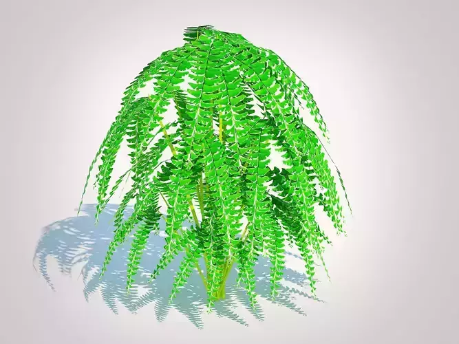 Plant  Adiantum pedatum - Maidenhair Fern