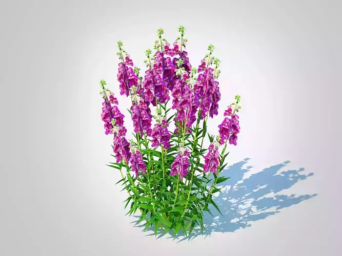 Plant Angelonia angustifolia - Anglemist Orchid  Low-poly 3D model