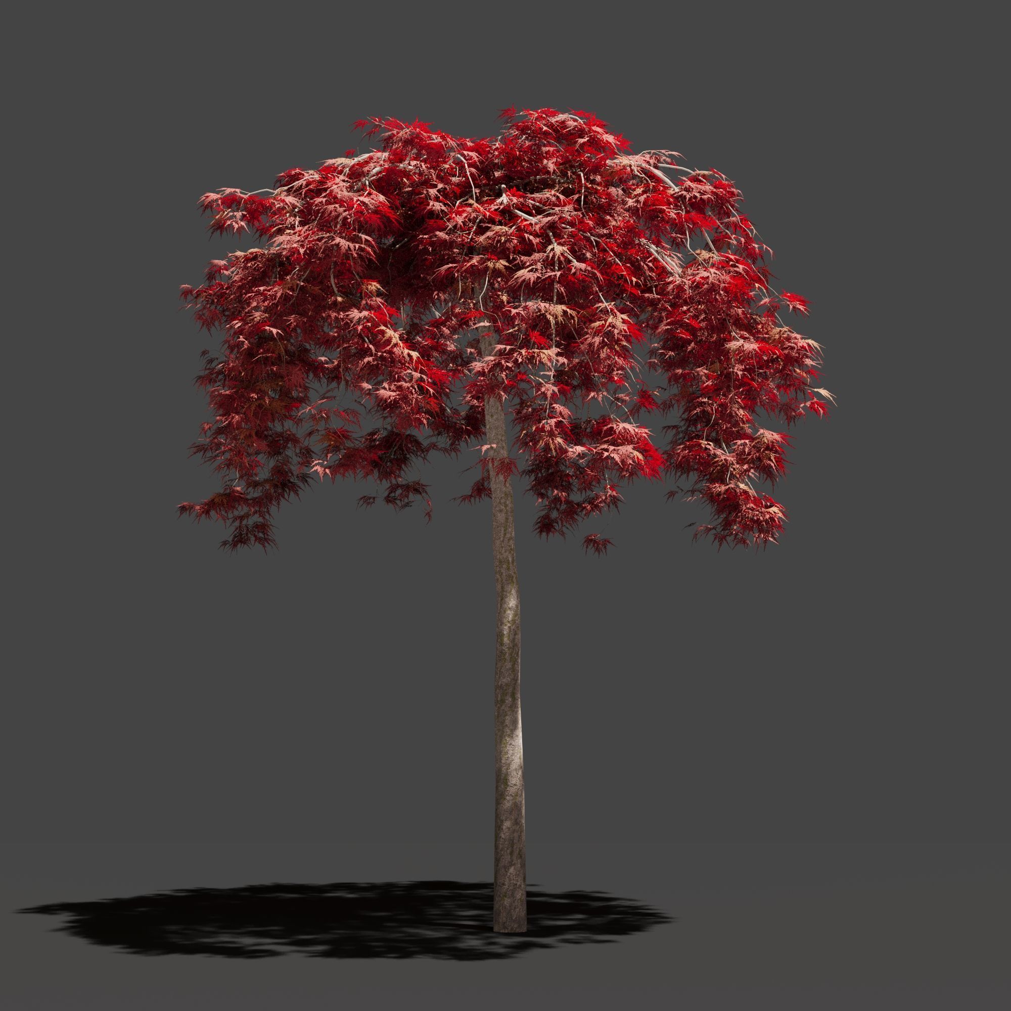 Japanese Maple Dissectum on stamm - Acer Japonicum Dissectum 3D model_5