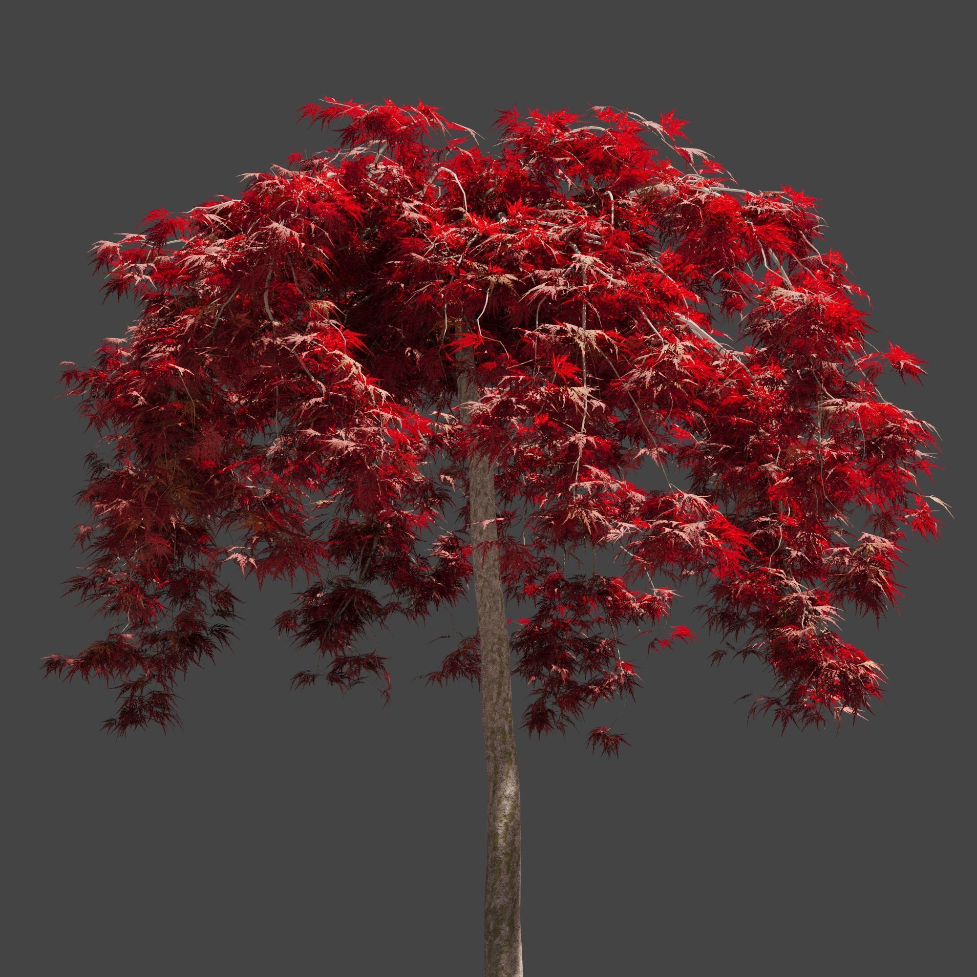 Japanese Maple Dissectum on stamm - Acer Japonicum Dissectum 3D model_2