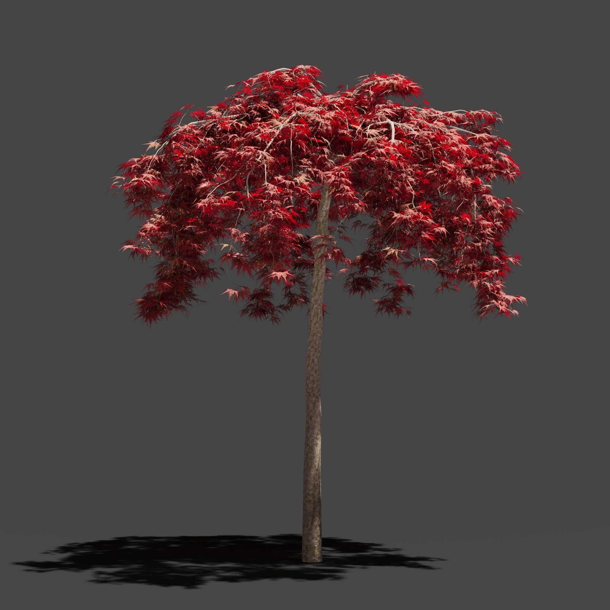 Japanese Maple Dissectum on stamm - Acer Japonicum Dissectum 3D model_7