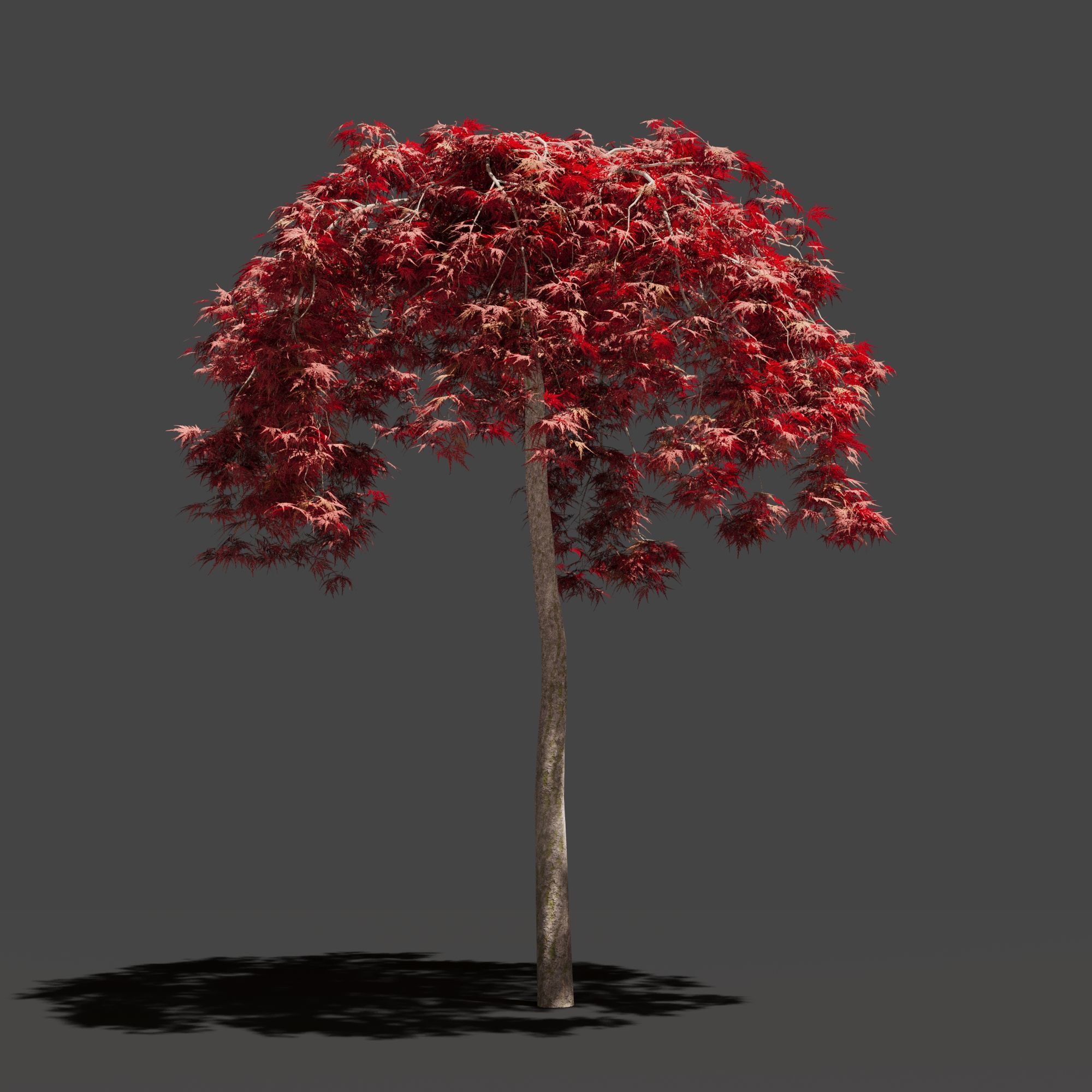 Japanese Maple Dissectum on stamm - Acer Japonicum Dissectum 3D model_6