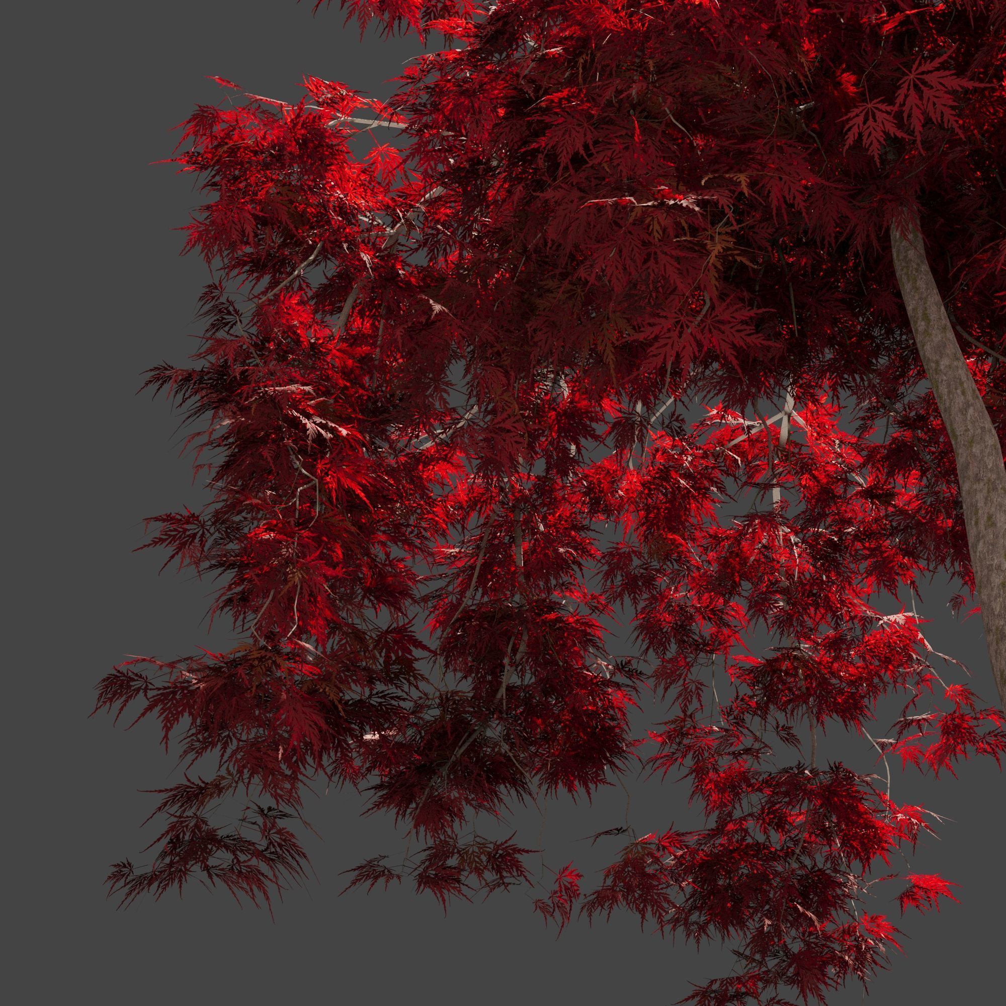 Japanese Maple Dissectum on stamm - Acer Japonicum Dissectum 3D model_3