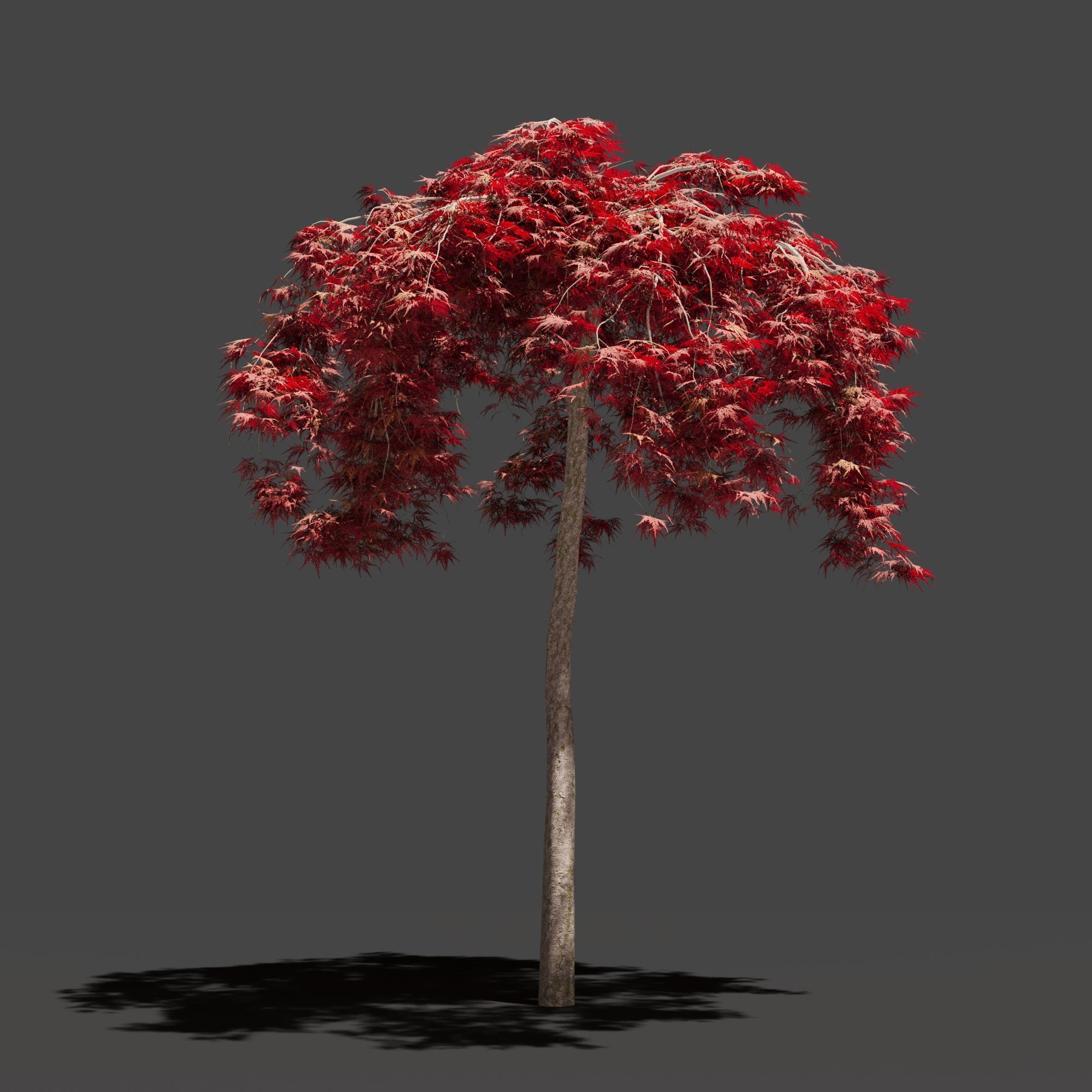 Japanese Maple Dissectum on stamm - Acer Japonicum Dissectum 3D model_8