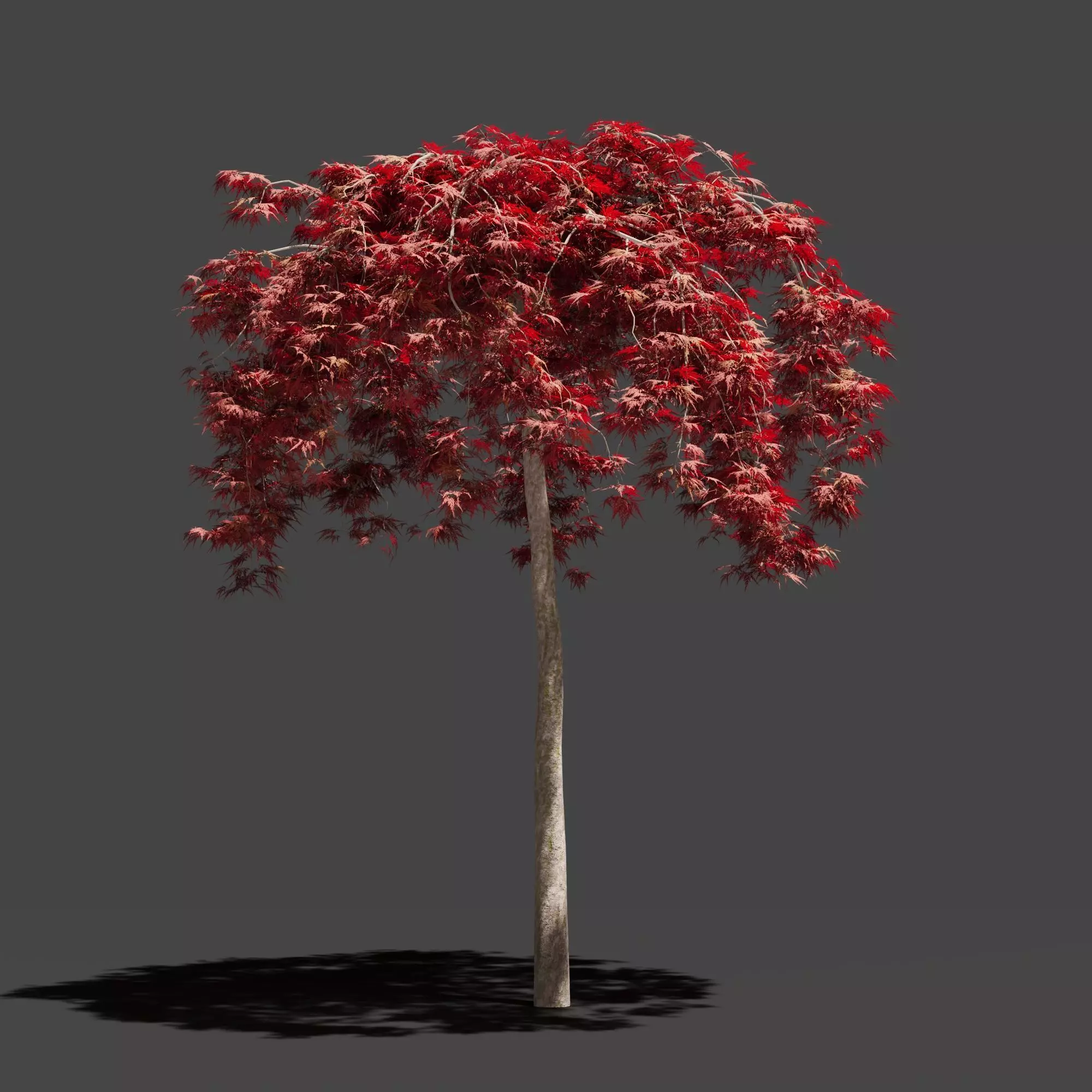 Japanese Maple Dissectum on stamm - Acer Japonicum Dissectum 3D model_0