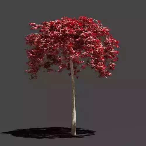 Japanese Maple Dissectum on stamm - Acer Japonicum Dissectum