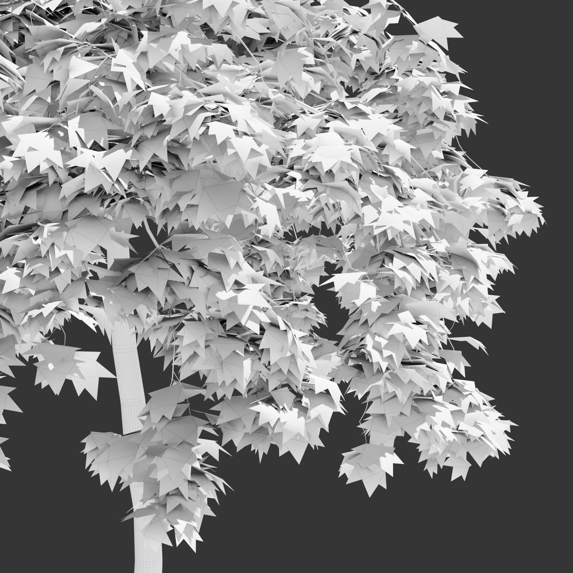 Japanese Maple Dissectum on stamm - Acer Japonicum Dissectum 3D model_9