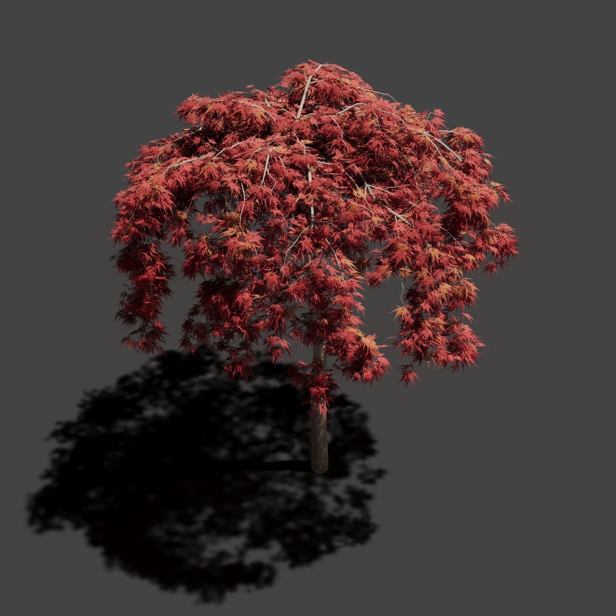 Japanese Maple Dissectum on stamm - Acer Japonicum Dissectum 3D model_4