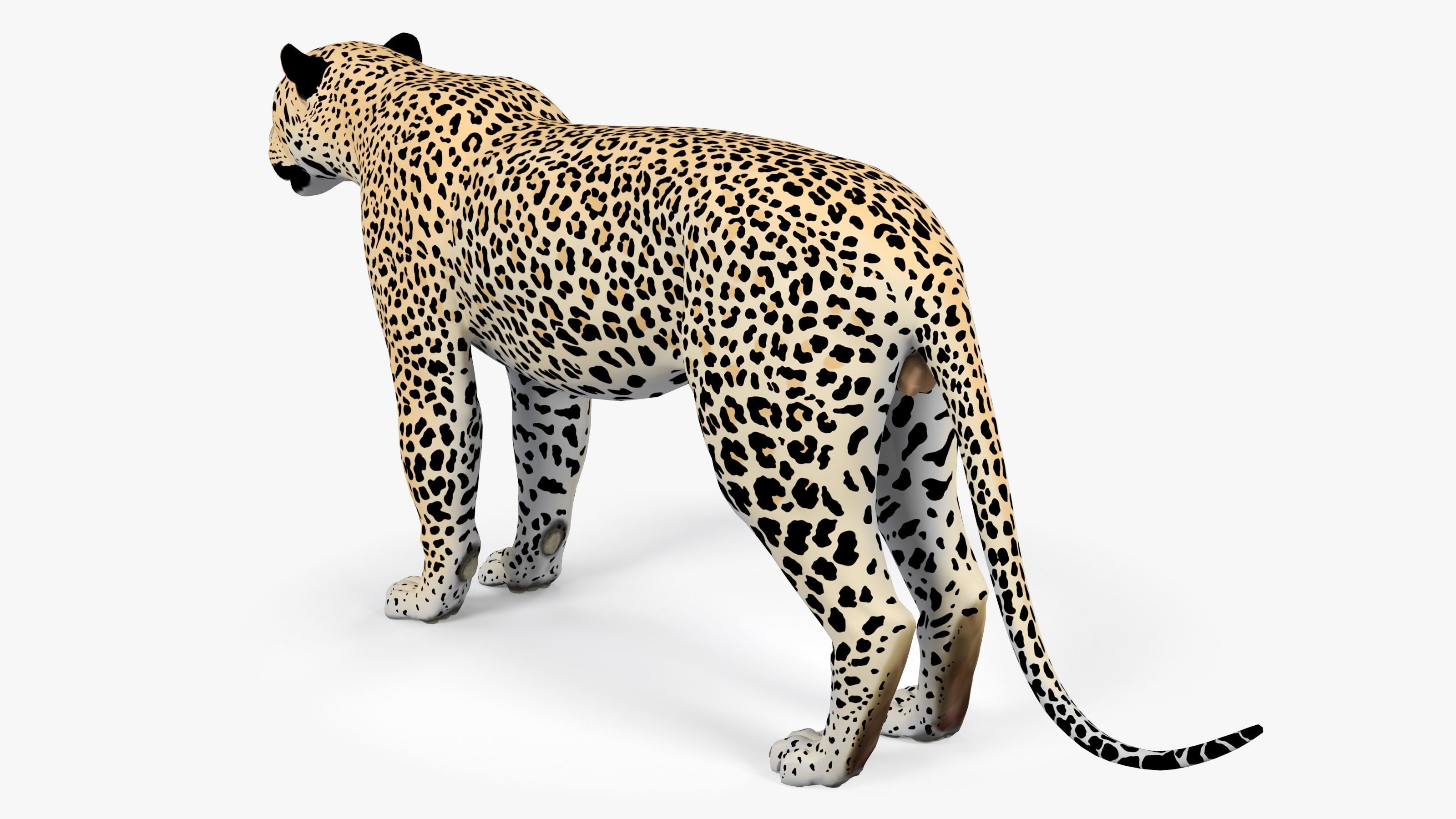 Leopard Low-poly 3D model_4