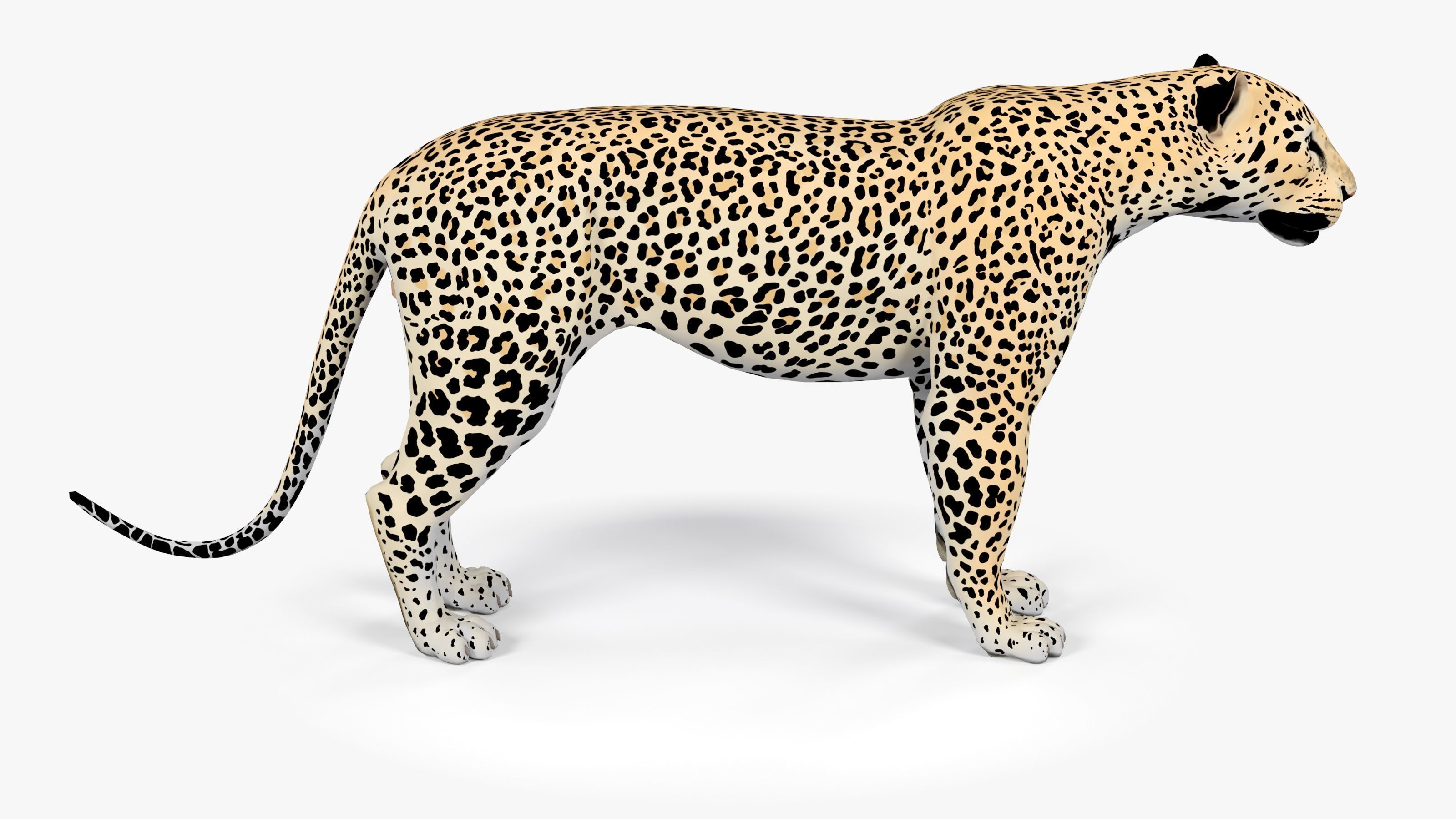Leopard Low-poly 3D model_2
