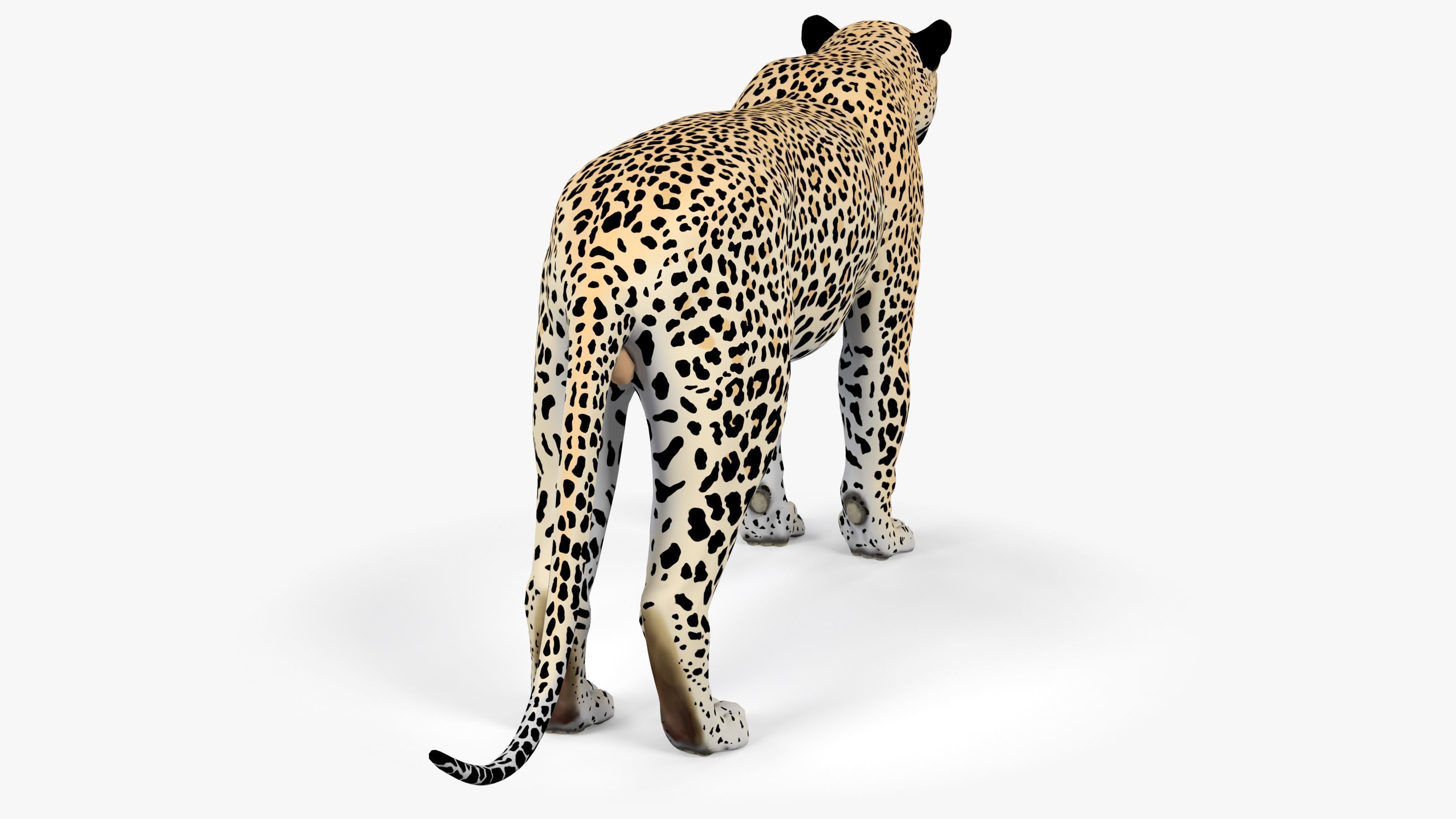 Leopard Low-poly 3D model_3