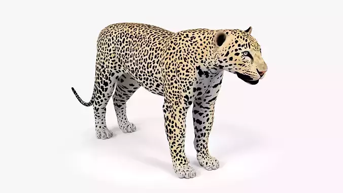 Leopard Low-poly 3D model