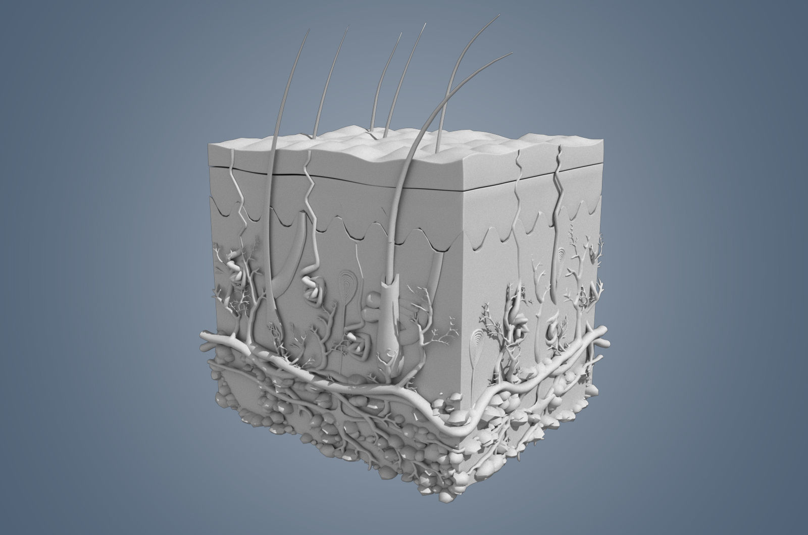 Skin cross sections-damaged skin with 8K textures 3Dmodel Low-poly 3D model_9