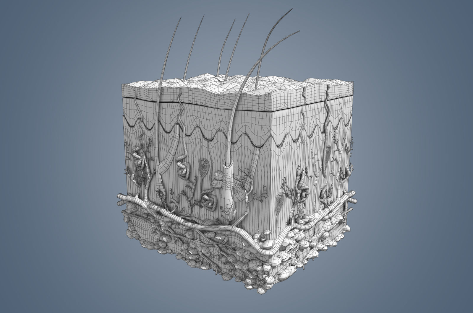 Skin cross sections-damaged skin with 8K textures 3Dmodel Low-poly 3D model_8