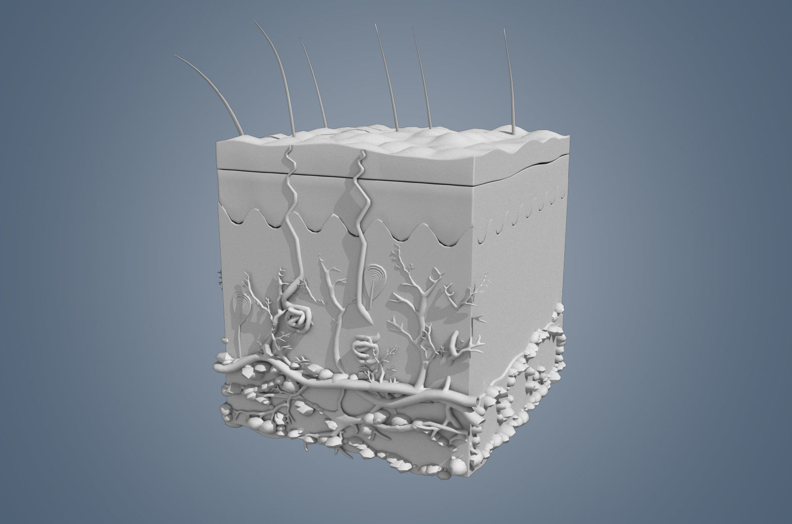 Skin cross sections-damaged skin with 8K textures 3Dmodel Low-poly 3D model_7