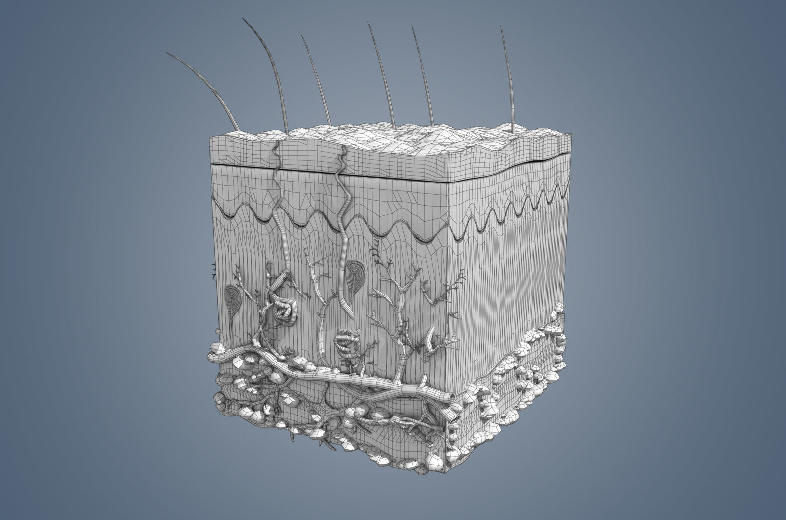 Skin cross sections-damaged skin with 8K textures 3Dmodel Low-poly 3D model_12