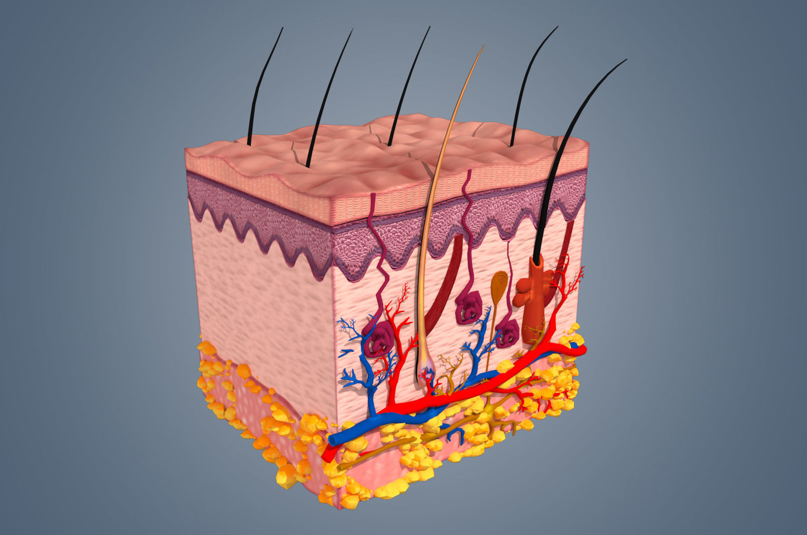 Skin cross sections-damaged skin with 8K textures 3Dmodel Low-poly 3D model_3