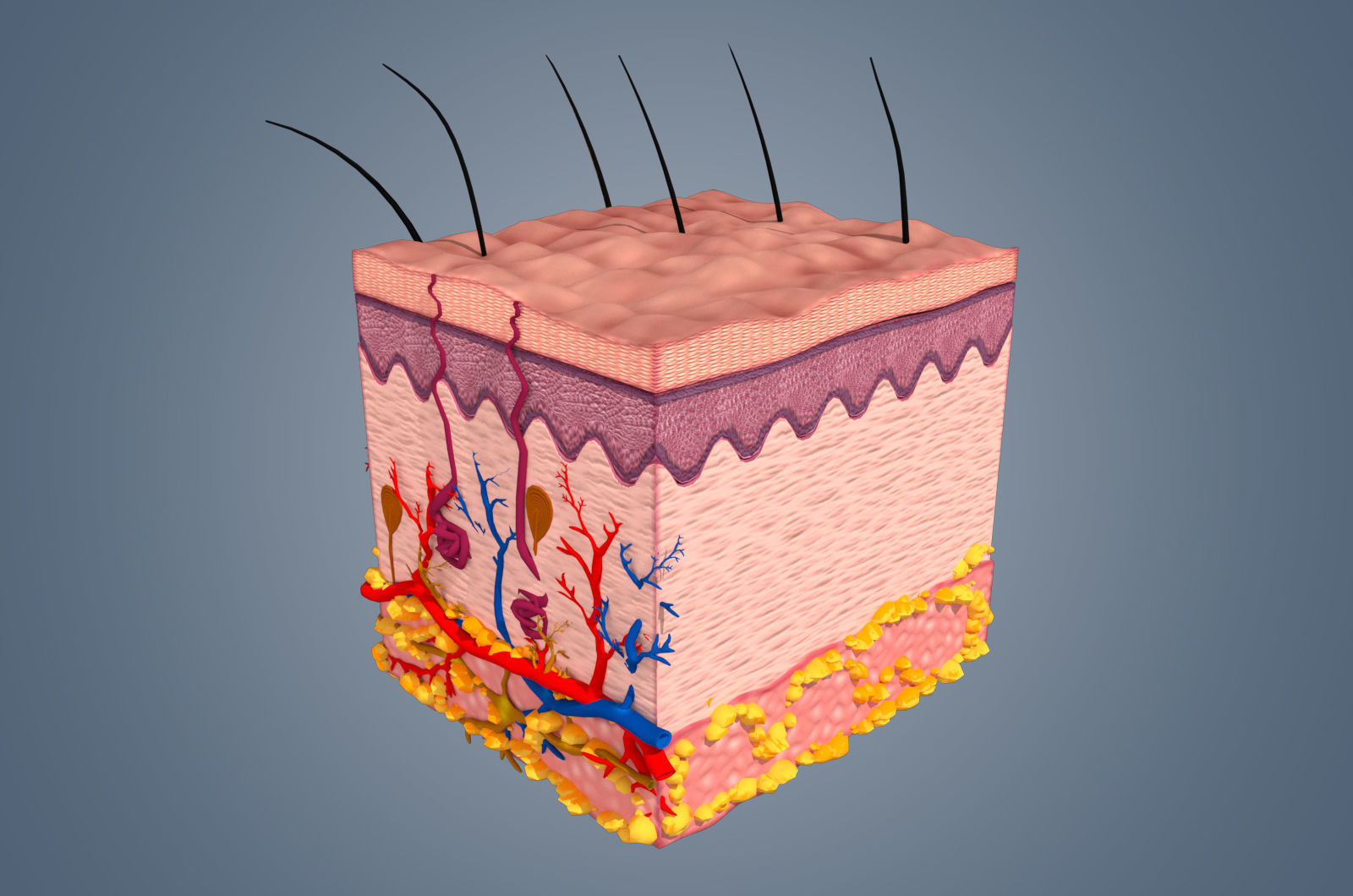 Skin cross sections-damaged skin with 8K textures 3Dmodel Low-poly 3D model_1