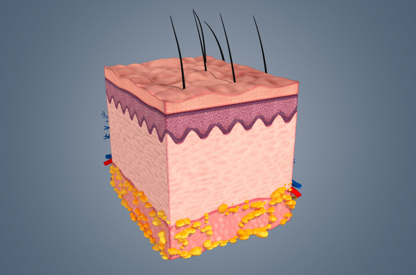 Skin cross sections-damaged skin with 8K textures 3Dmodel Low-poly 3D model_2