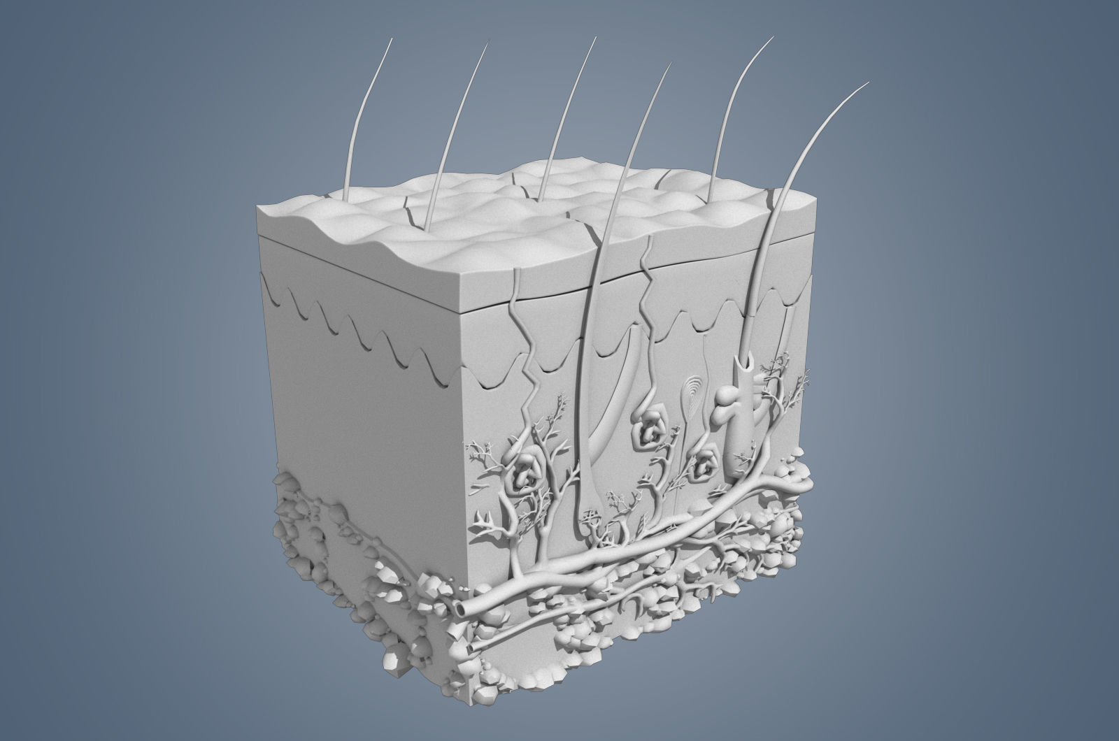 Skin cross sections-damaged skin with 8K textures 3Dmodel Low-poly 3D model_5